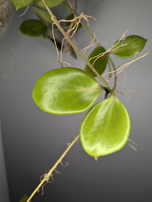 Hoya anulata red (cutting non raciné)