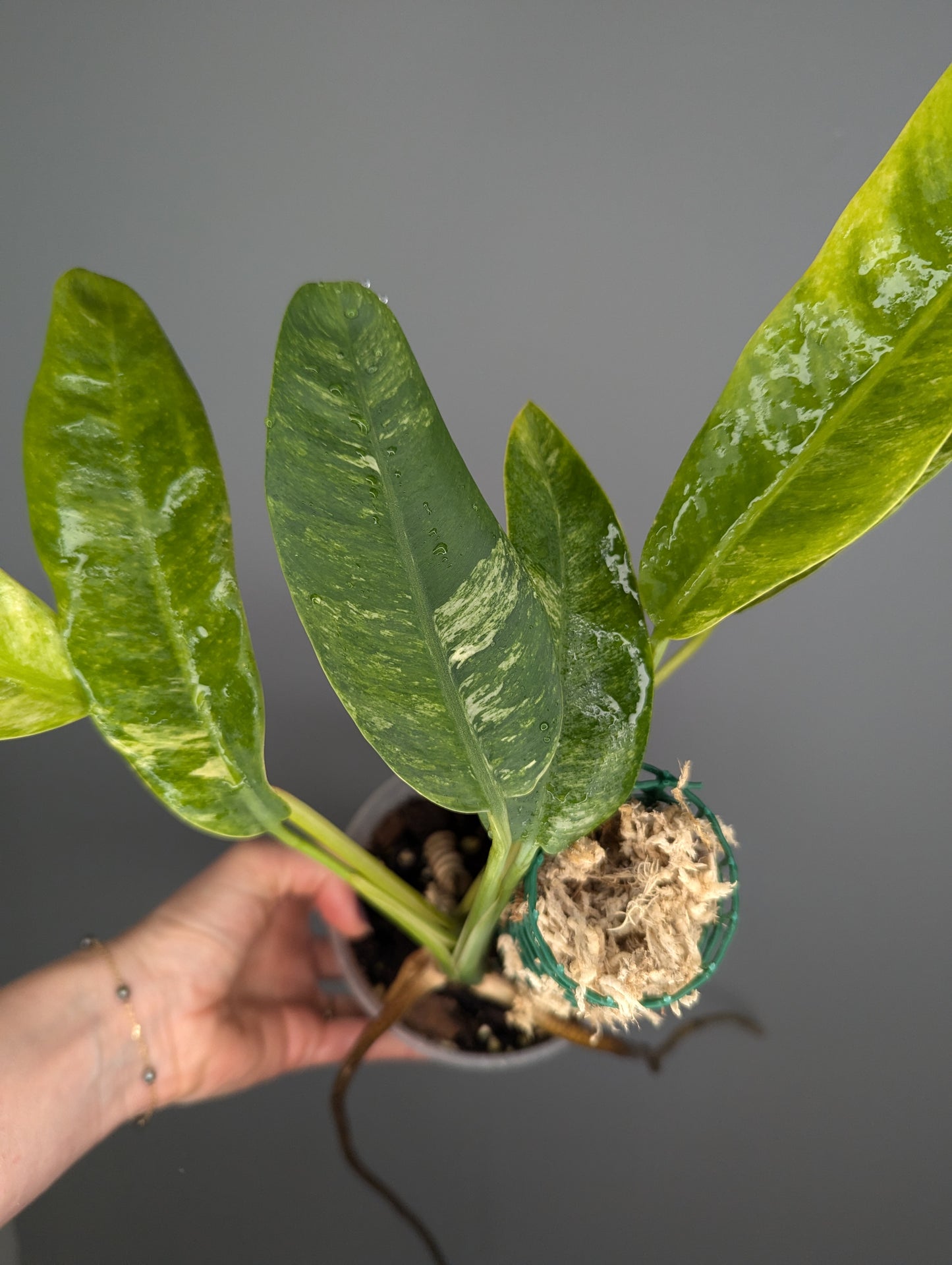 Epipremnum giganteum variegata