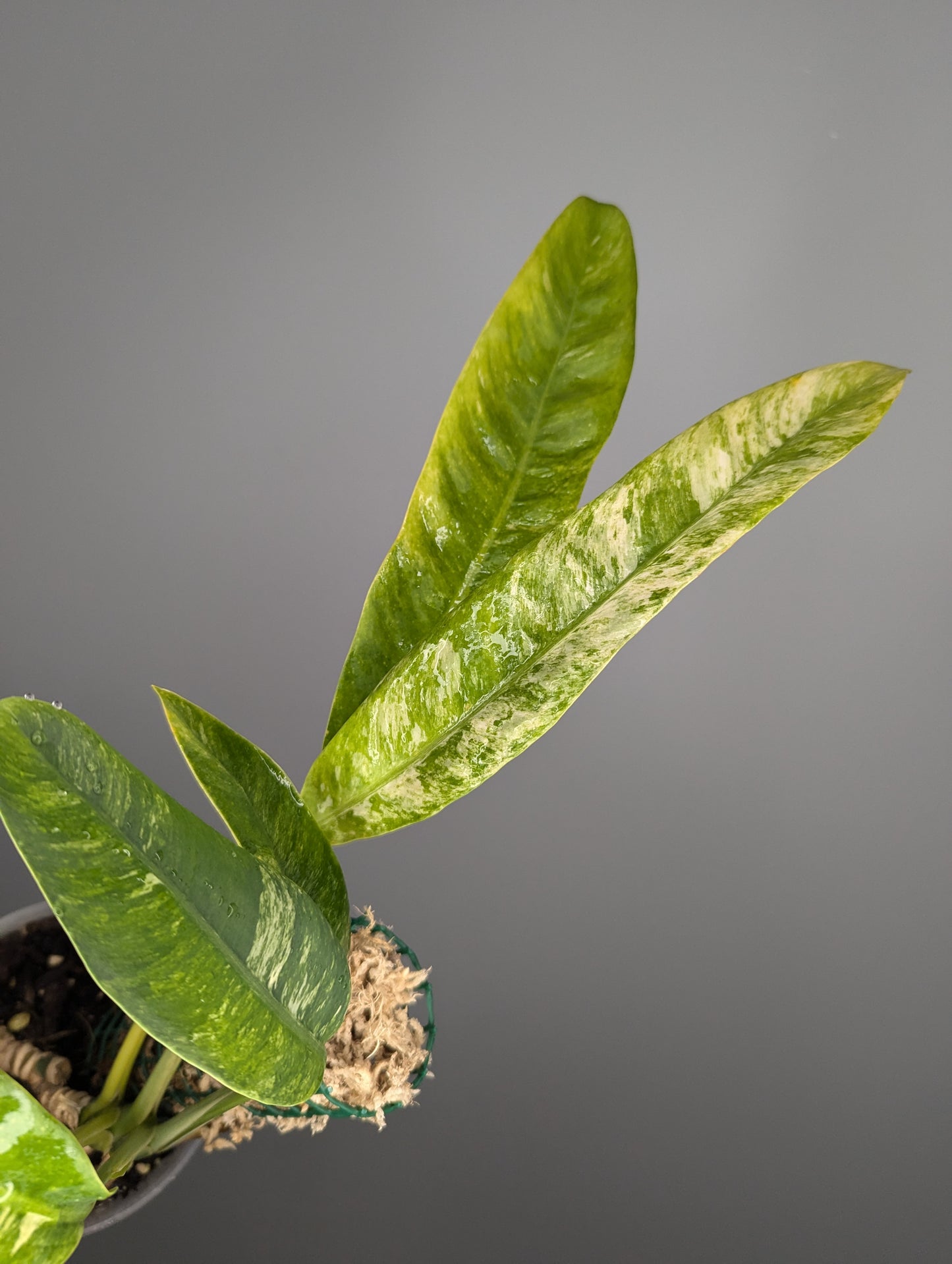 Epipremnum giganteum variegata