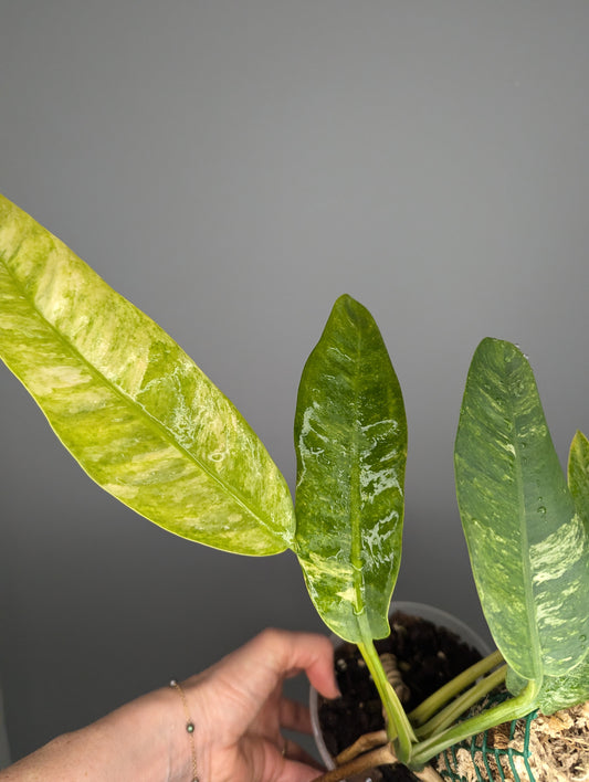 Epipremnum giganteum variegata