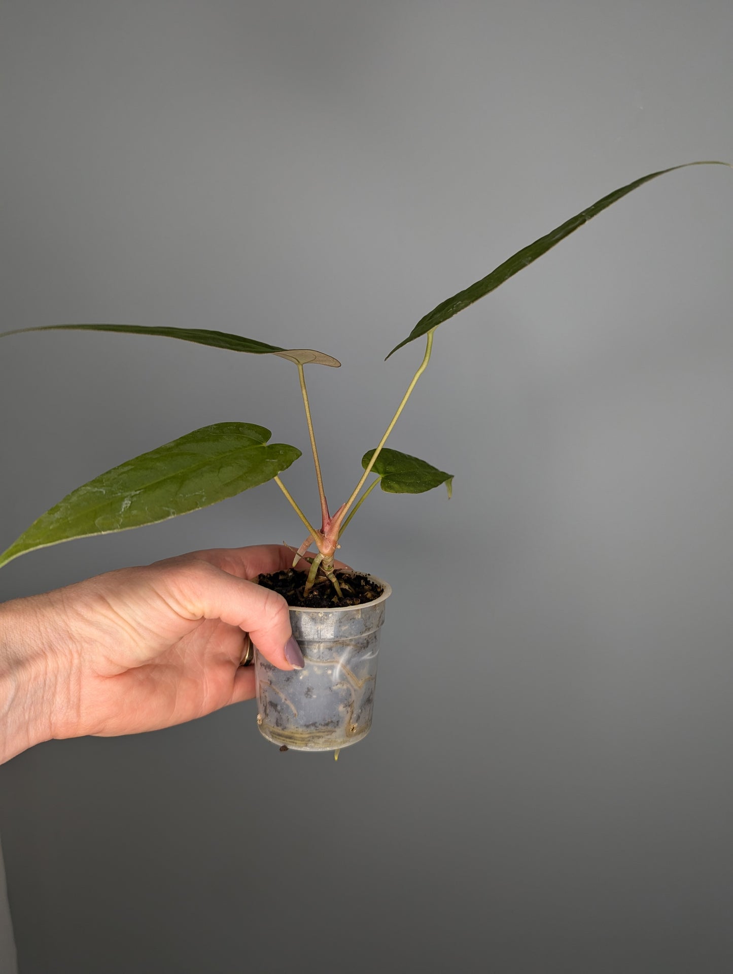 Anthurium Ace of spades 'green form' X papillilaminum 'Marie'