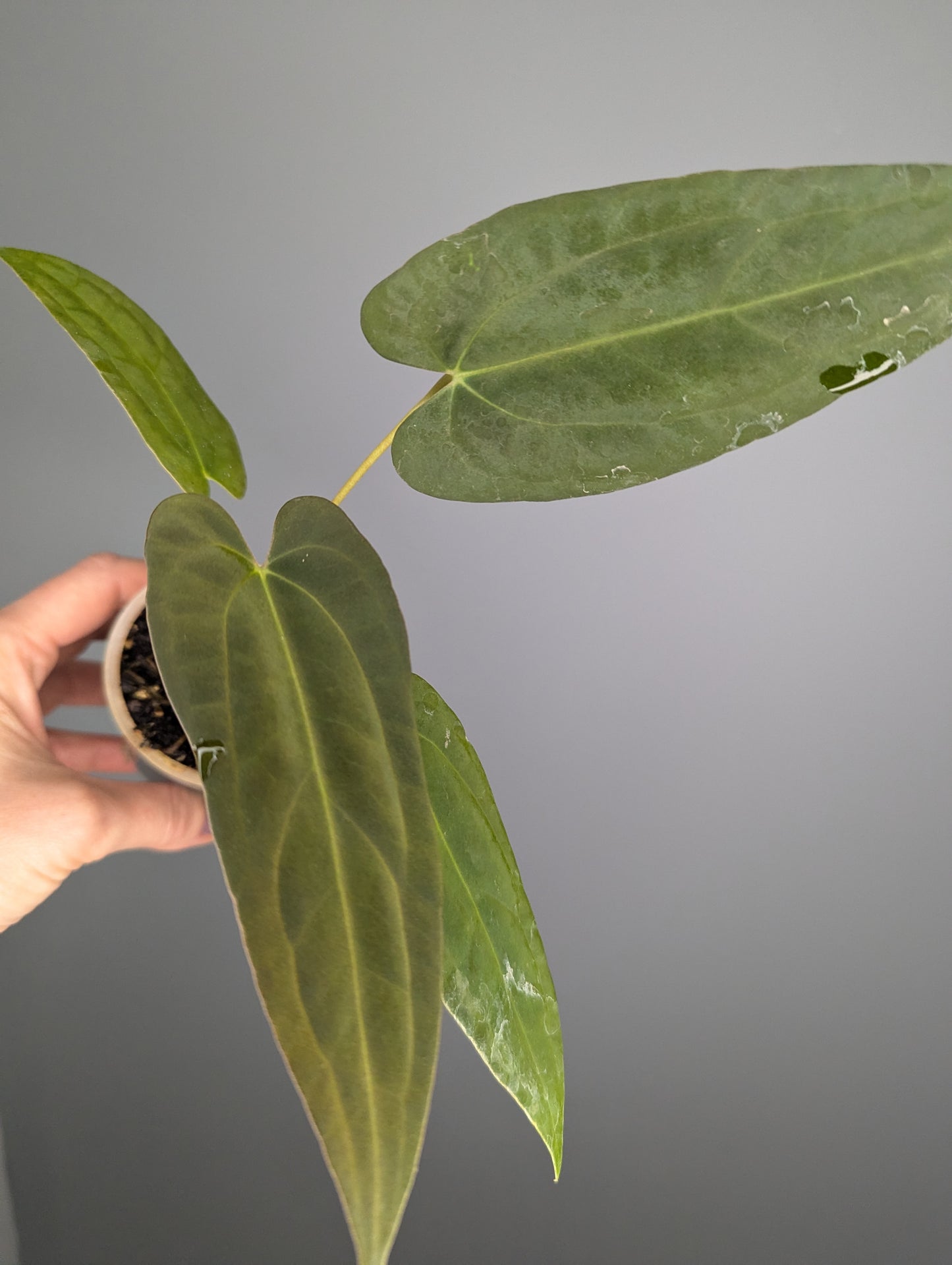 Anthurium Ace of spades 'green form' X papillilaminum 'Marie'