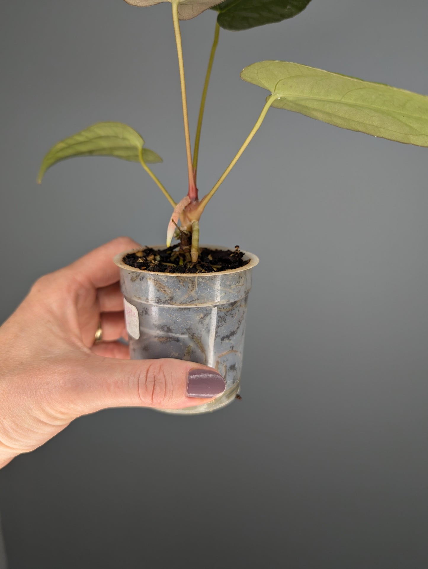 Anthurium Ace of spades 'green form' X papillilaminum 'Marie'