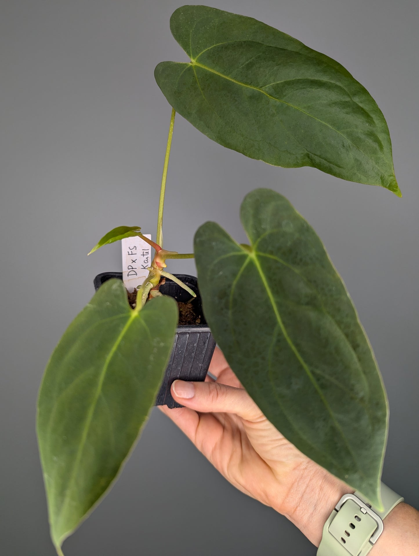 Anthurium Dark Phoenix x papillilaminum Fort Sherman (Karteldaun)