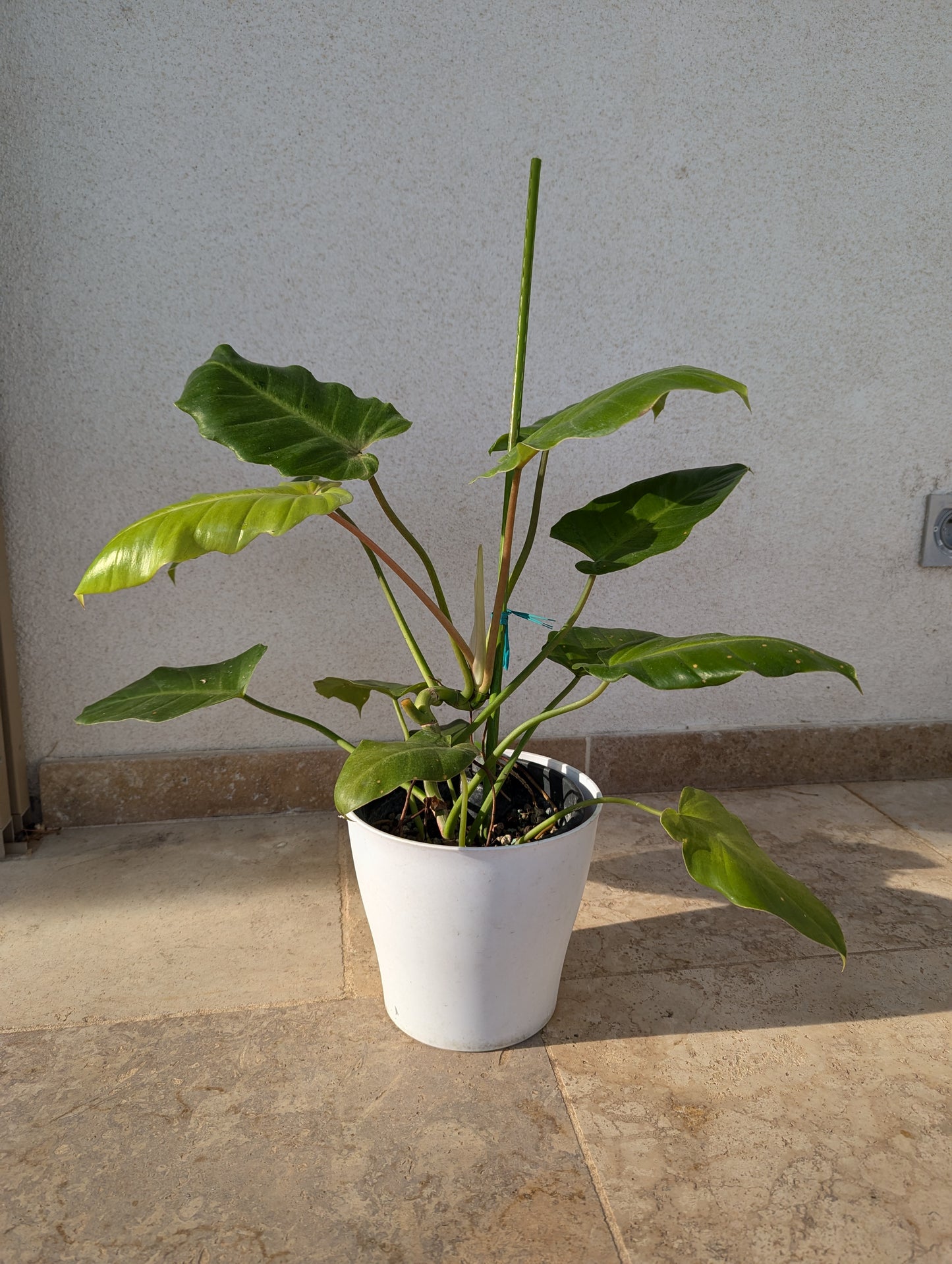 Philodendron Snowdrift