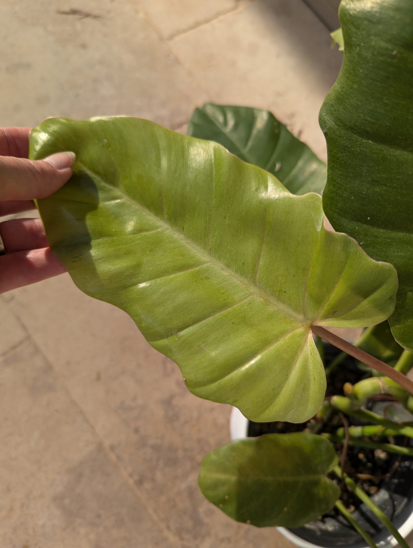 Philodendron Snowdrift