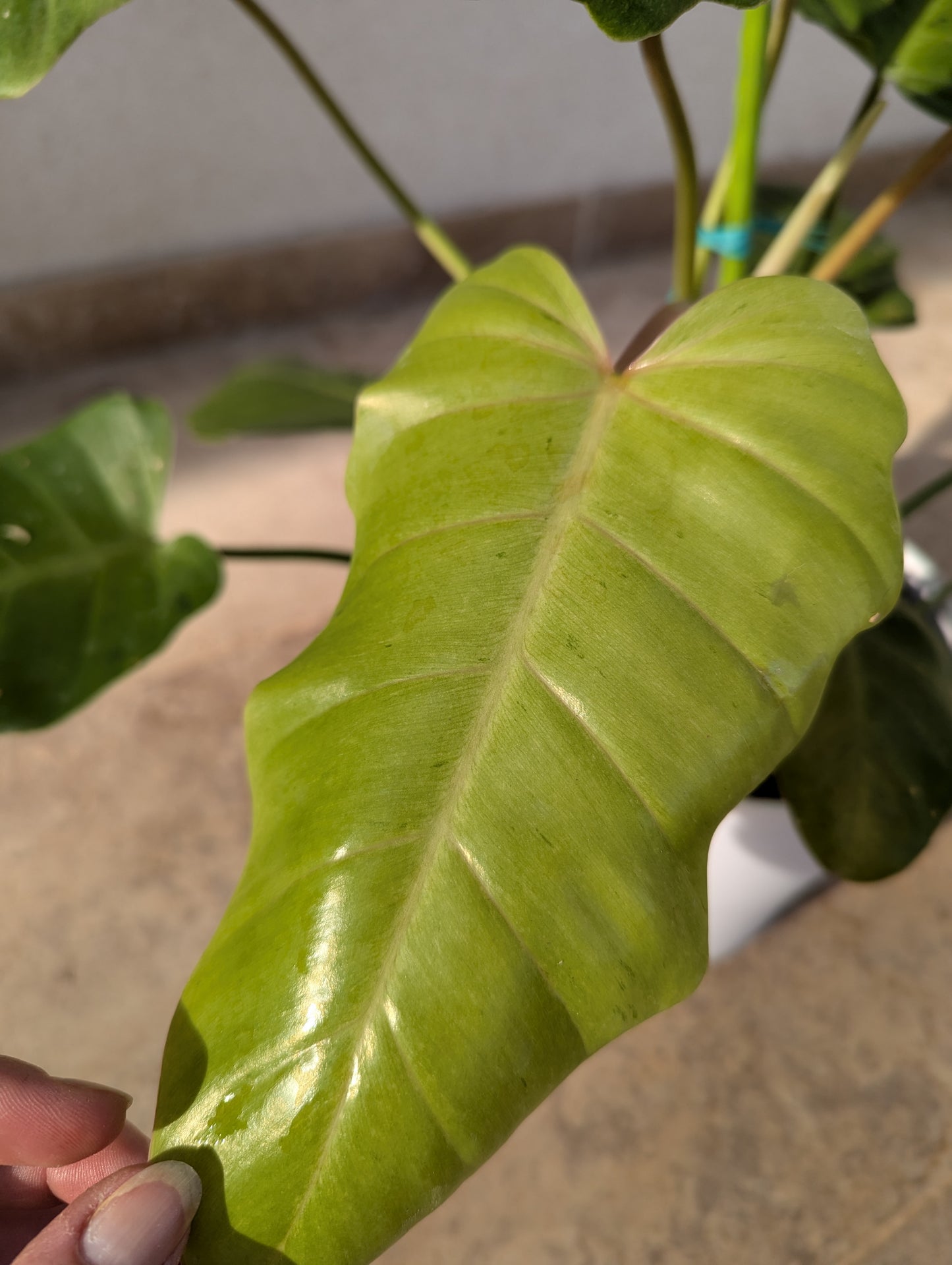 Philodendron Snowdrift