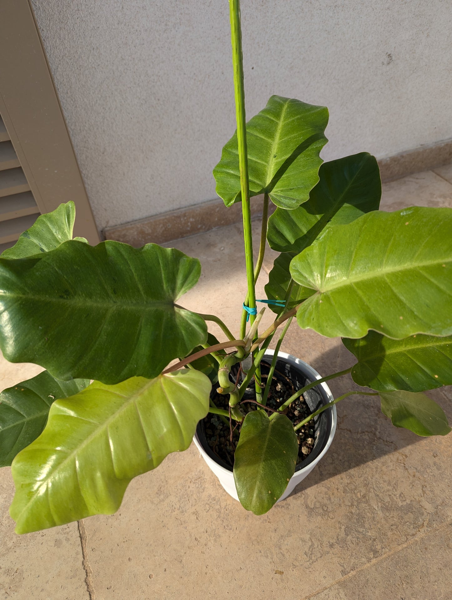 Philodendron Snowdrift