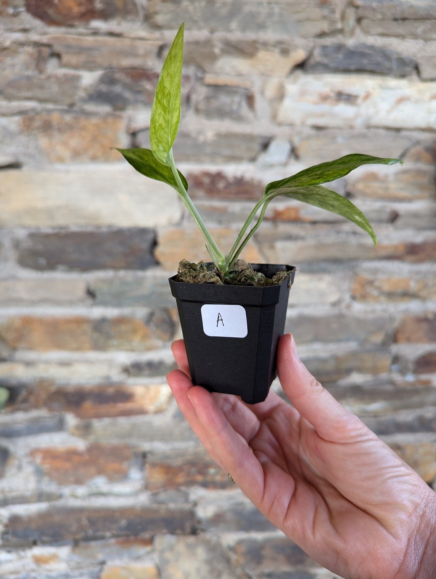 Epipremnum pinnatum mint variegata