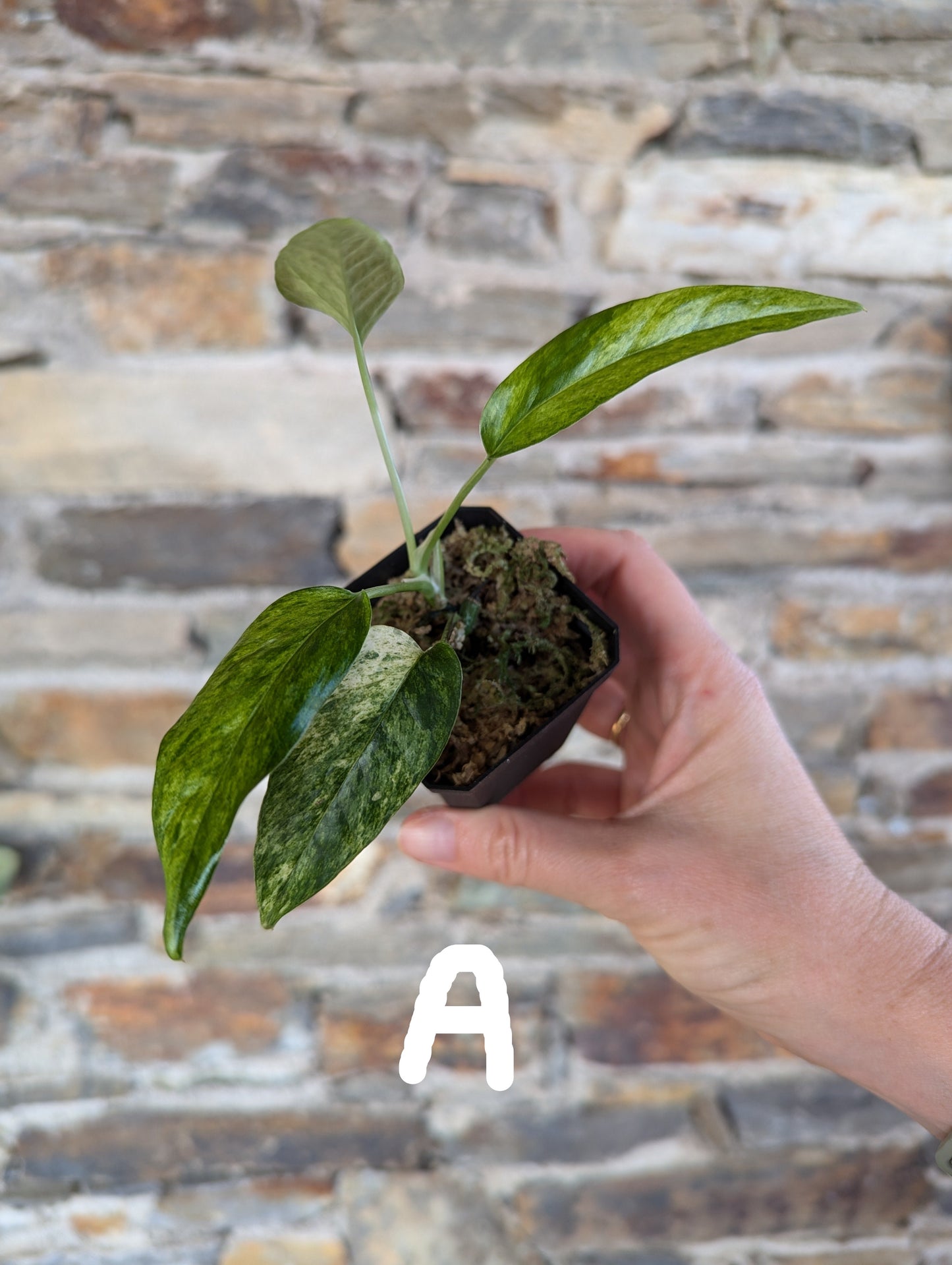 Epipremnum pinnatum mint variegata