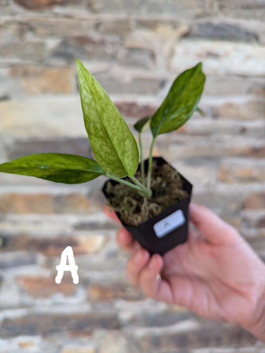 Epipremnum pinnatum mint variegata