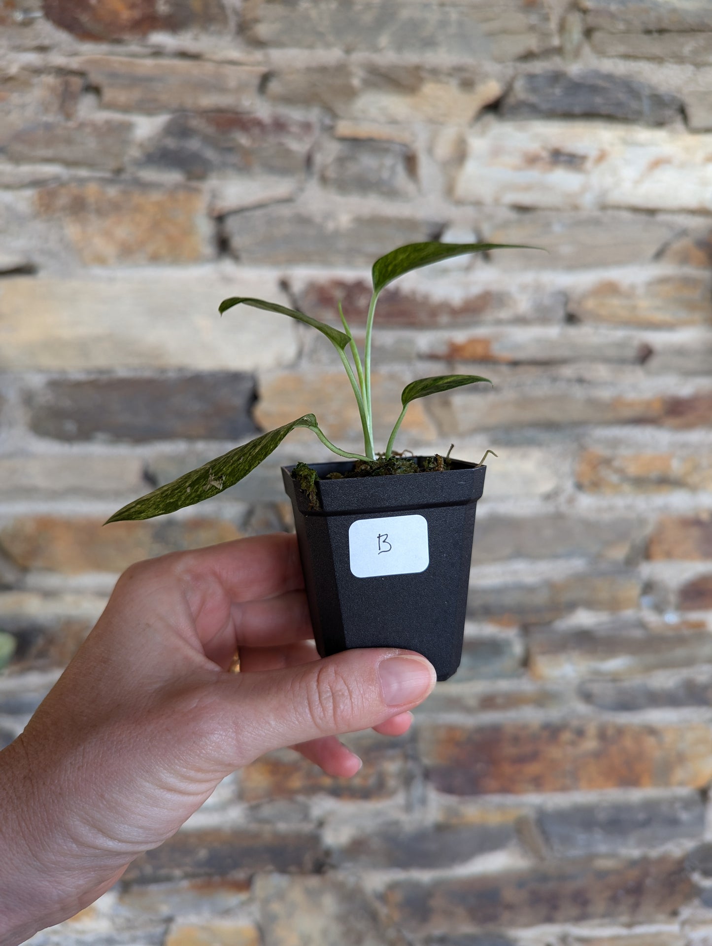 Epipremnum pinnatum mint variegata