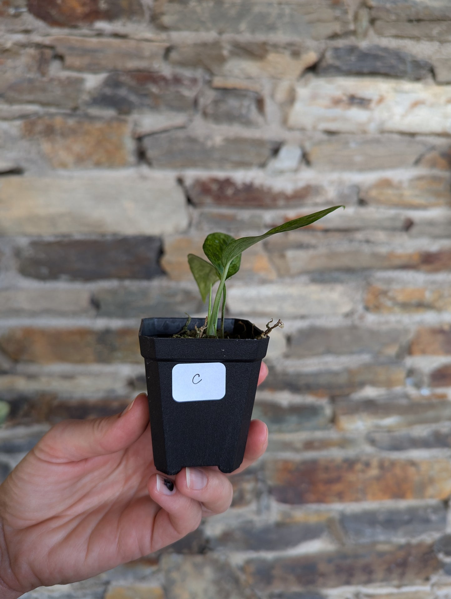 Epipremnum pinnatum mint variegata