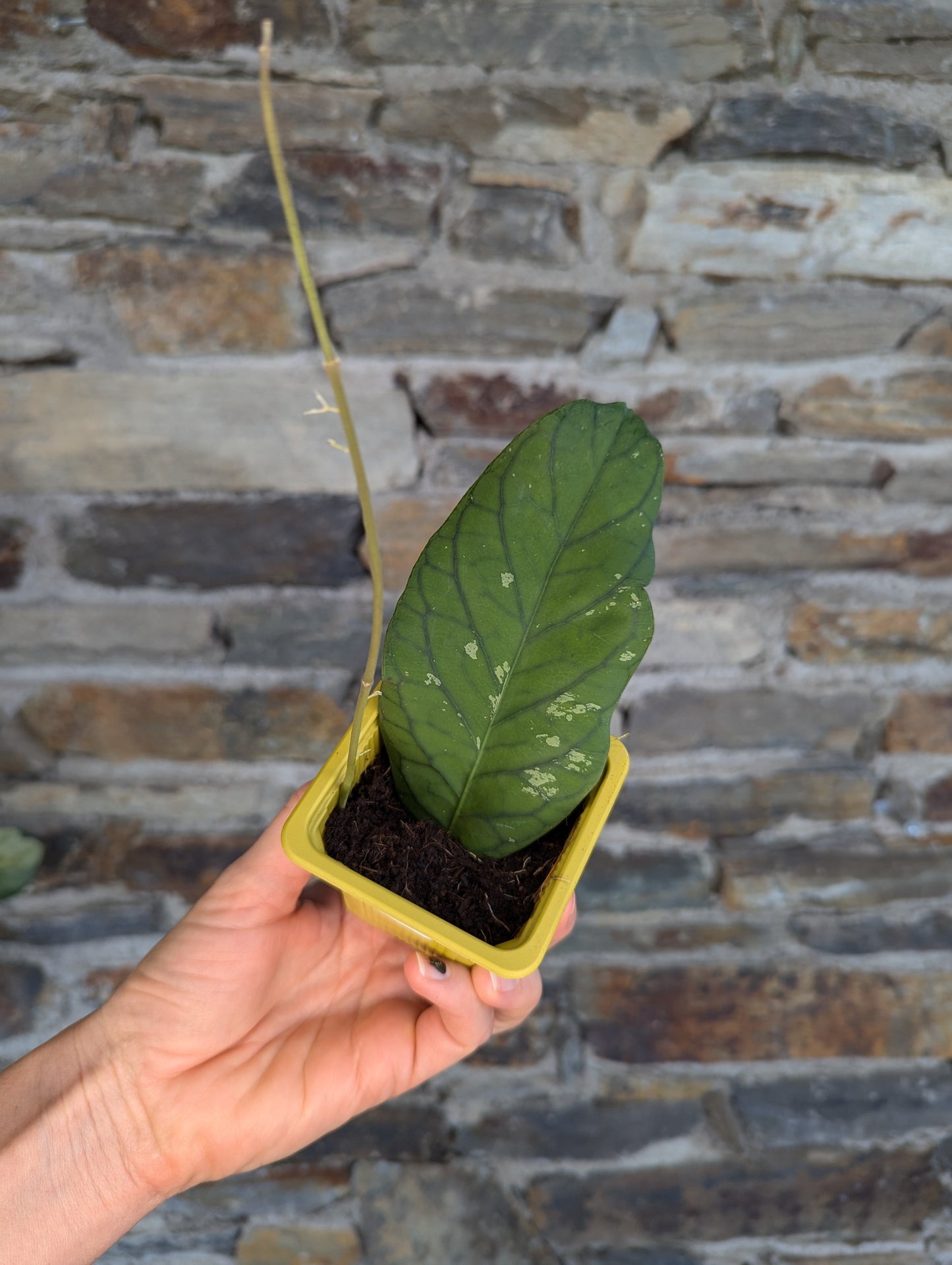 Hoya meredithii