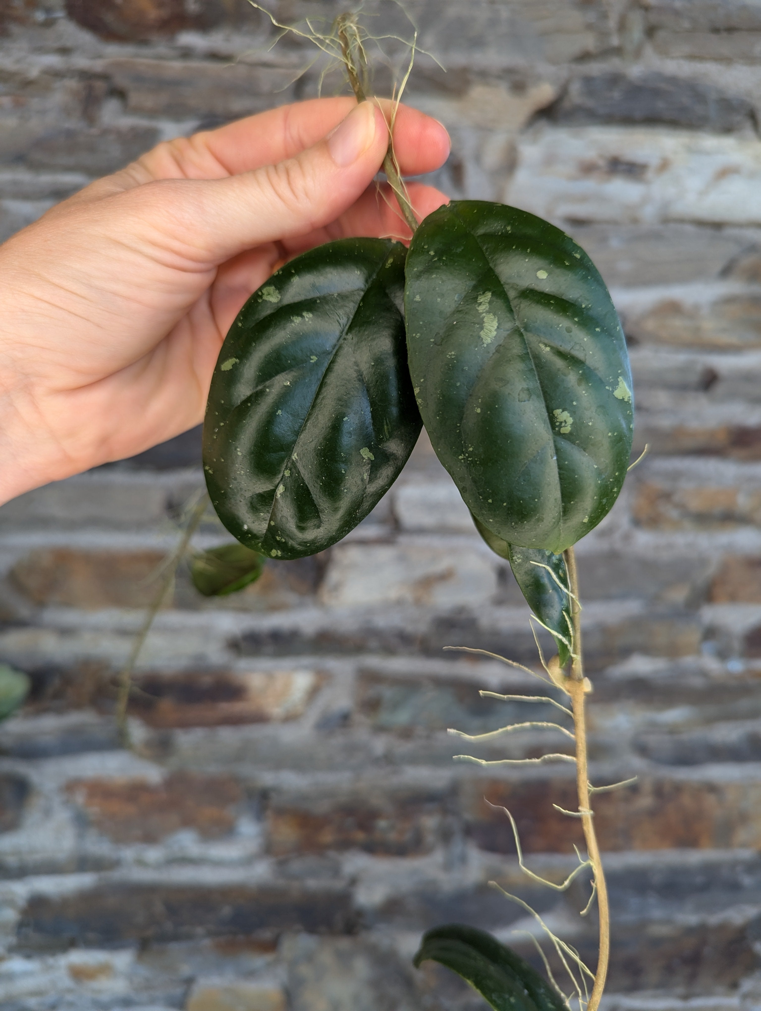 Milie's Plant – Milie's Plants