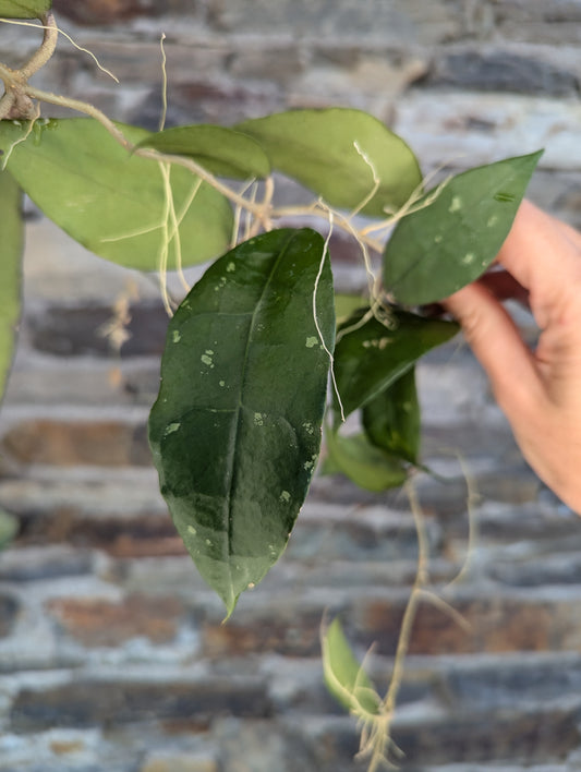 Hoya verticillata 'slim'