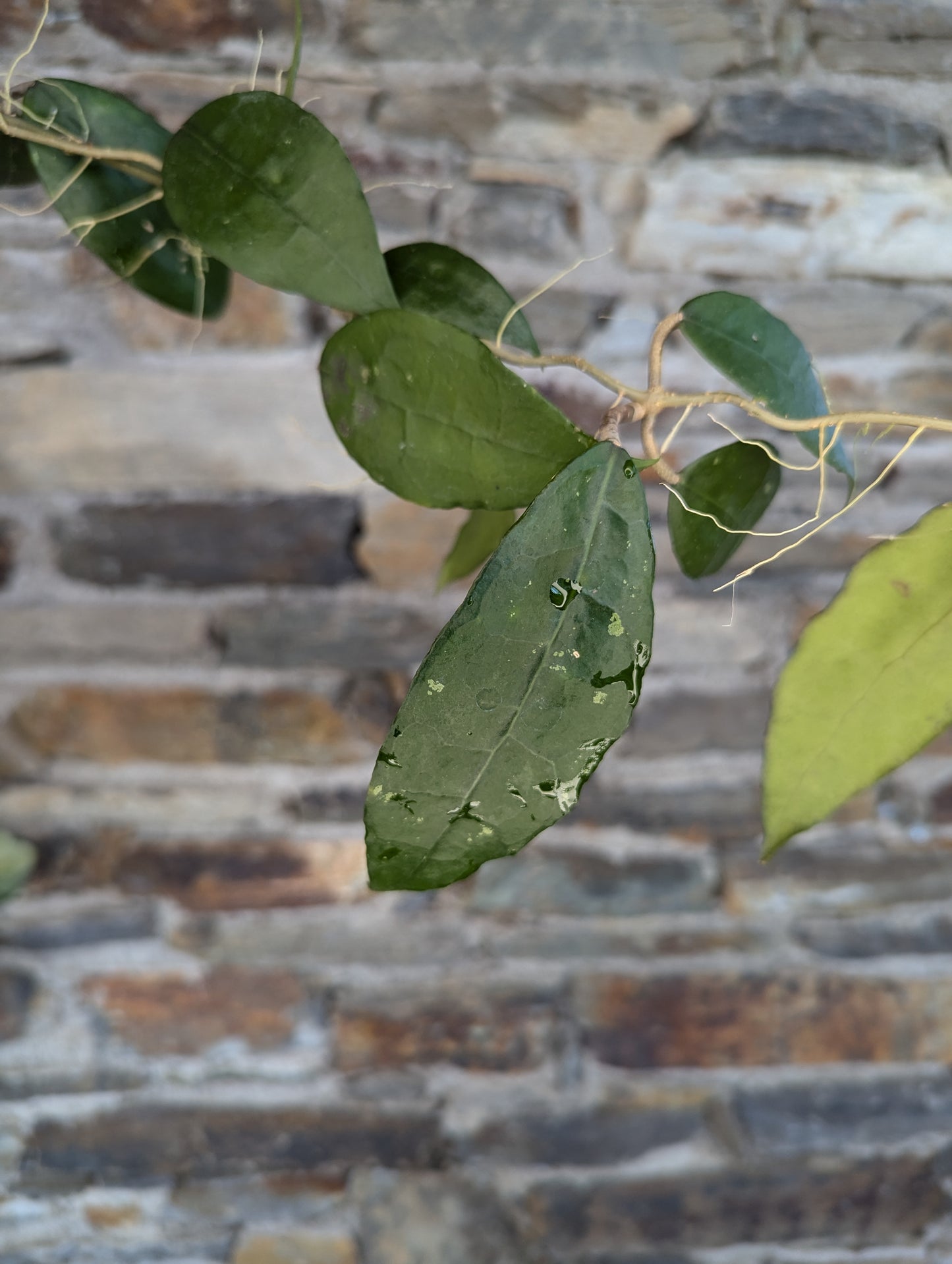 Hoya verticillata 'slim'