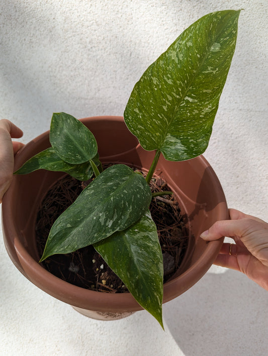 Philodendron José Buono