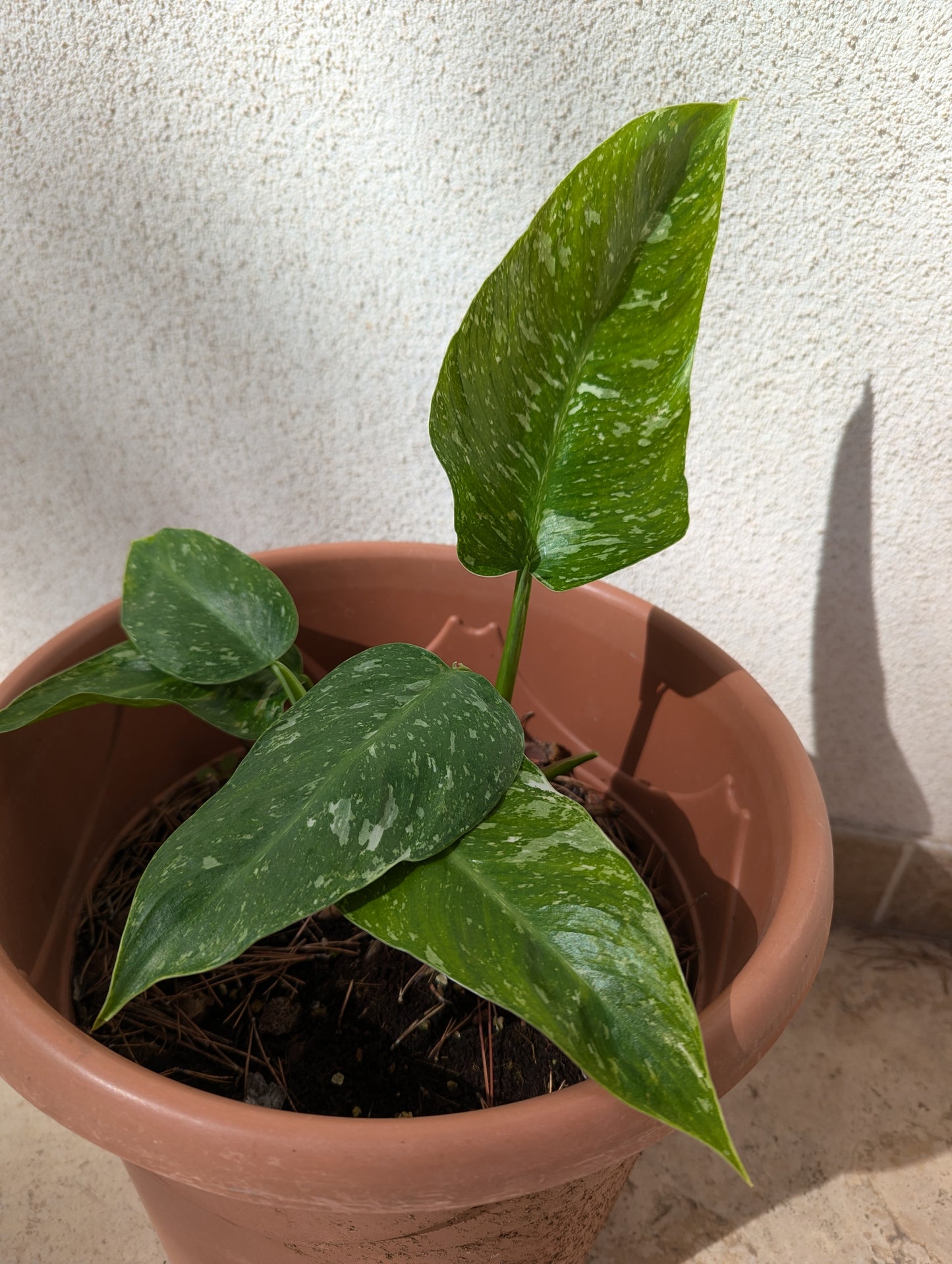 Philodendron José Buono