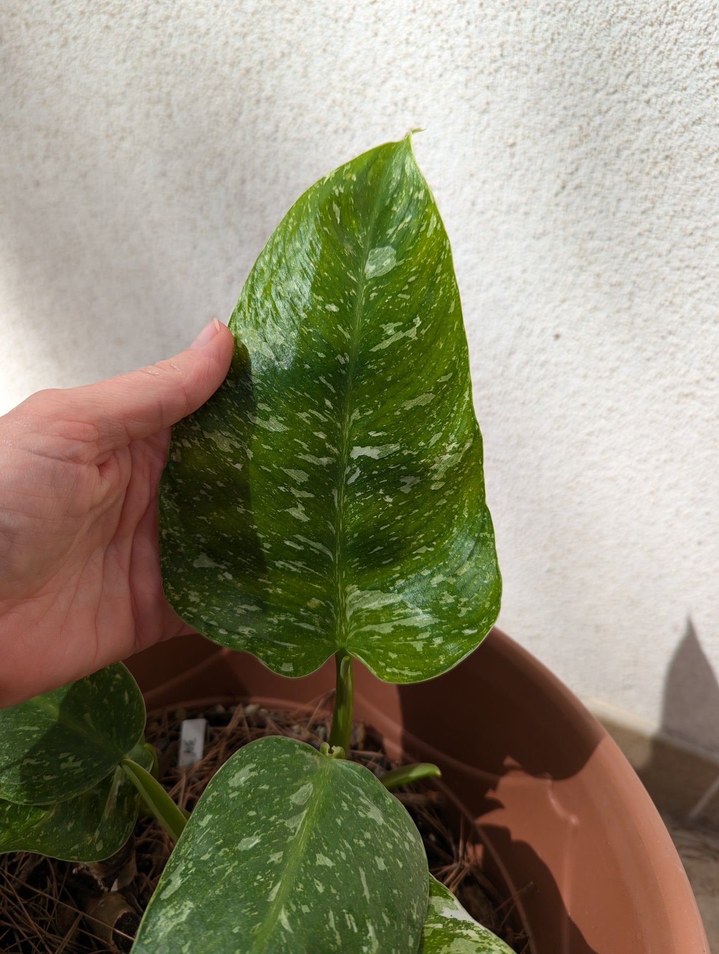 Philodendron José Buono