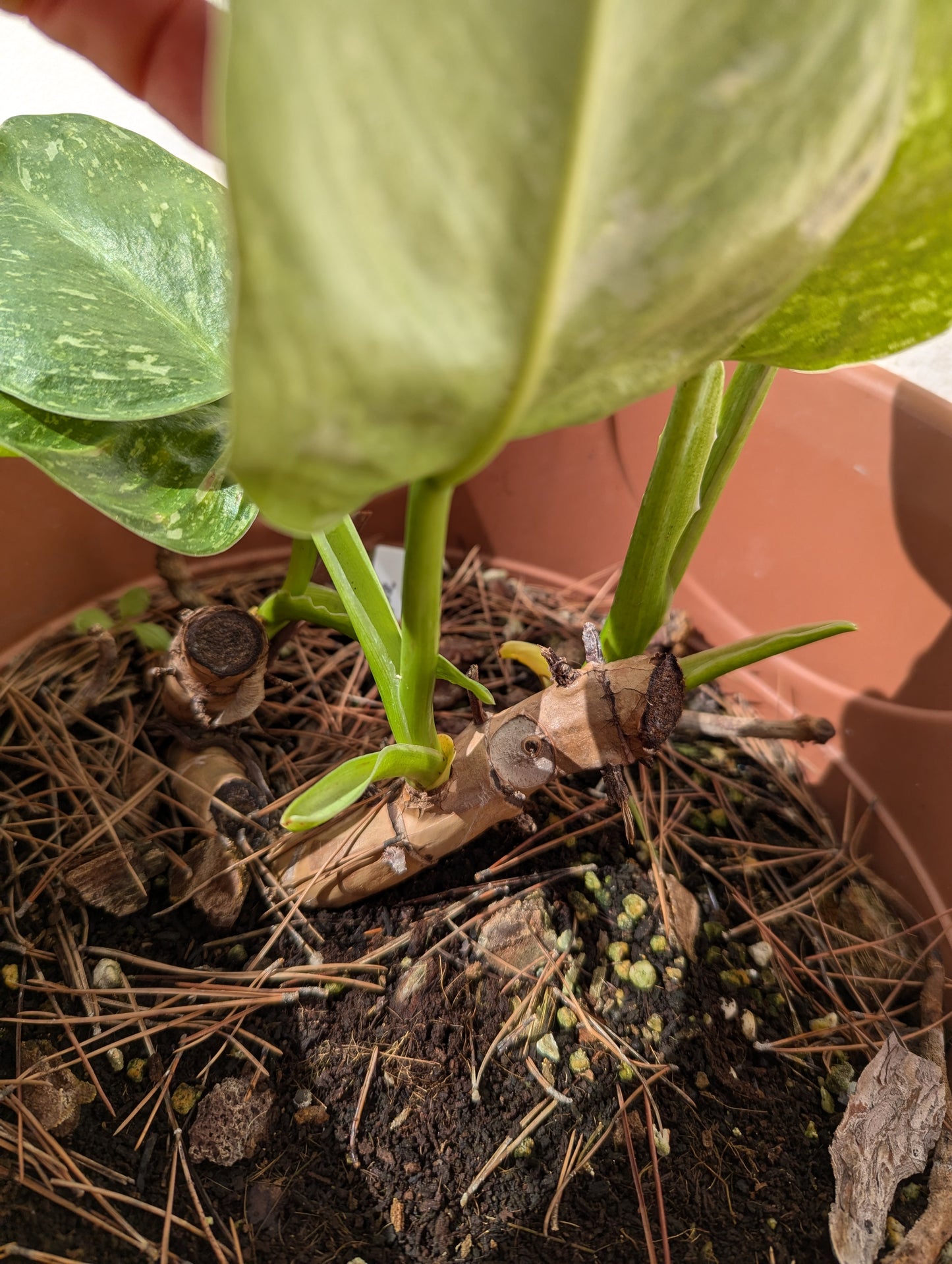 Philodendron José Buono