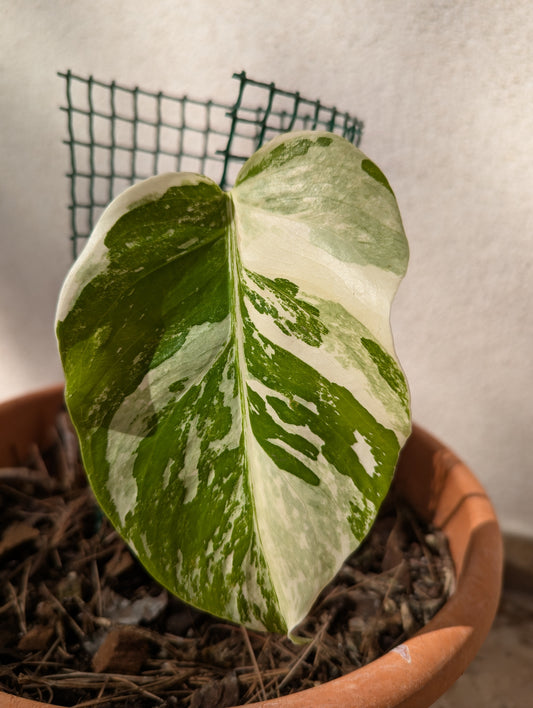 Monstera albo variegata