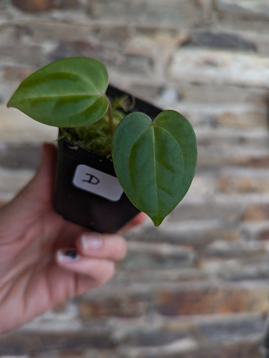 Anthurium papillilaminum hybride X papillilaminum blue form