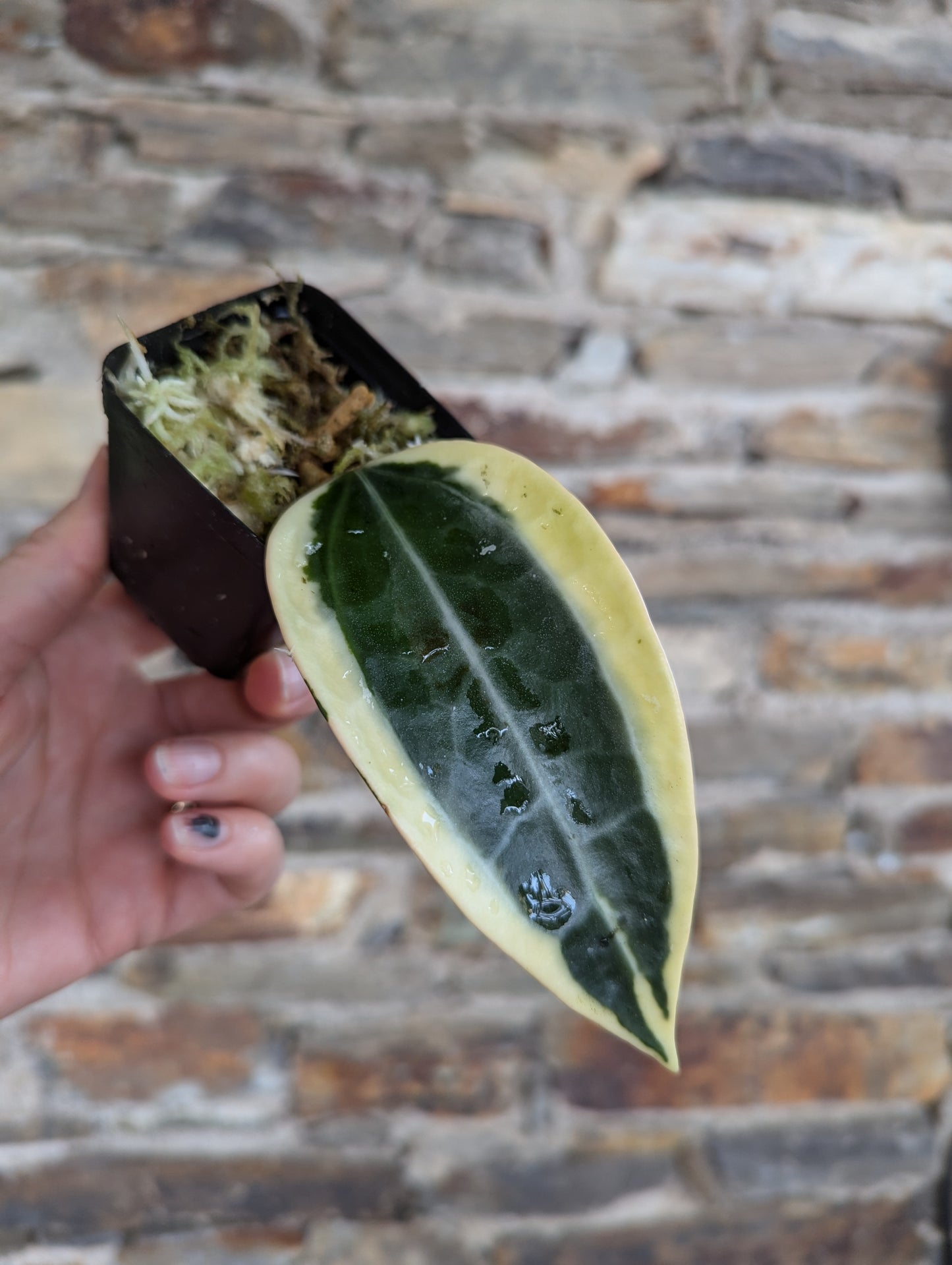 Hoya latifolia variegata (albo marginata)