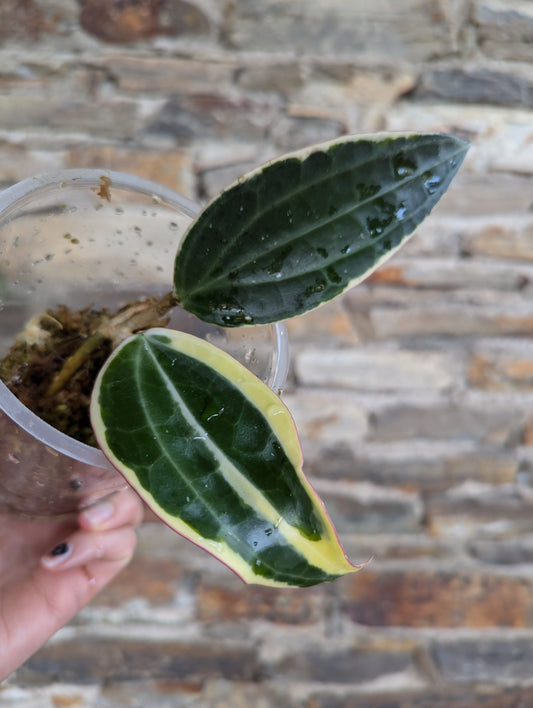 Hoya latifolia variegata (albo marginata)