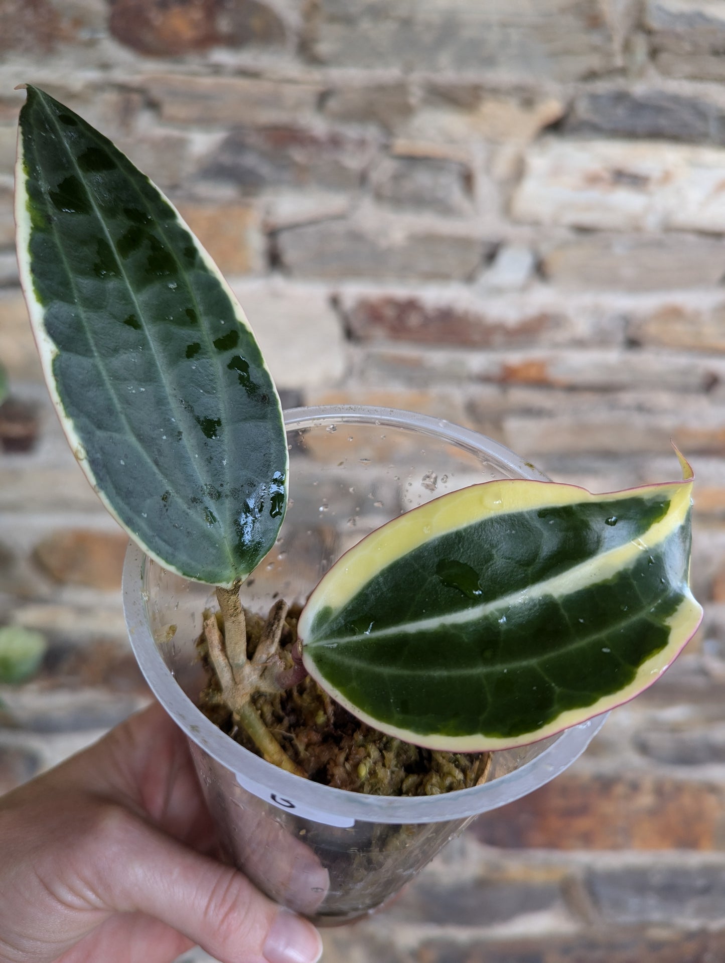 Hoya latifolia variegata (albo marginata)