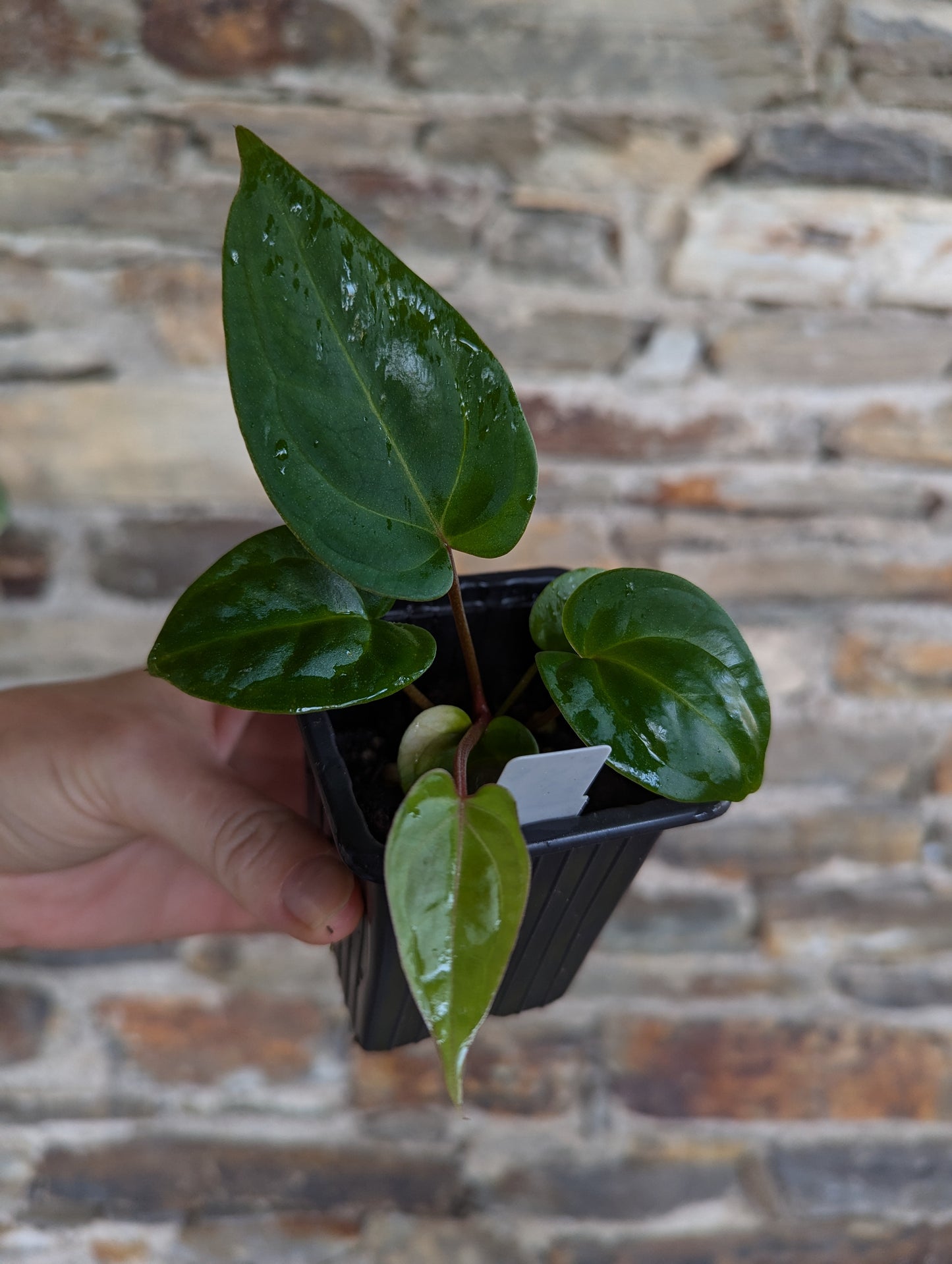 Anthurium besseae aff. 'black pillow'