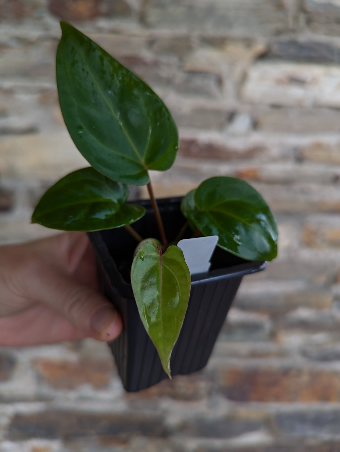 Anthurium besseae aff. 'black pillow'