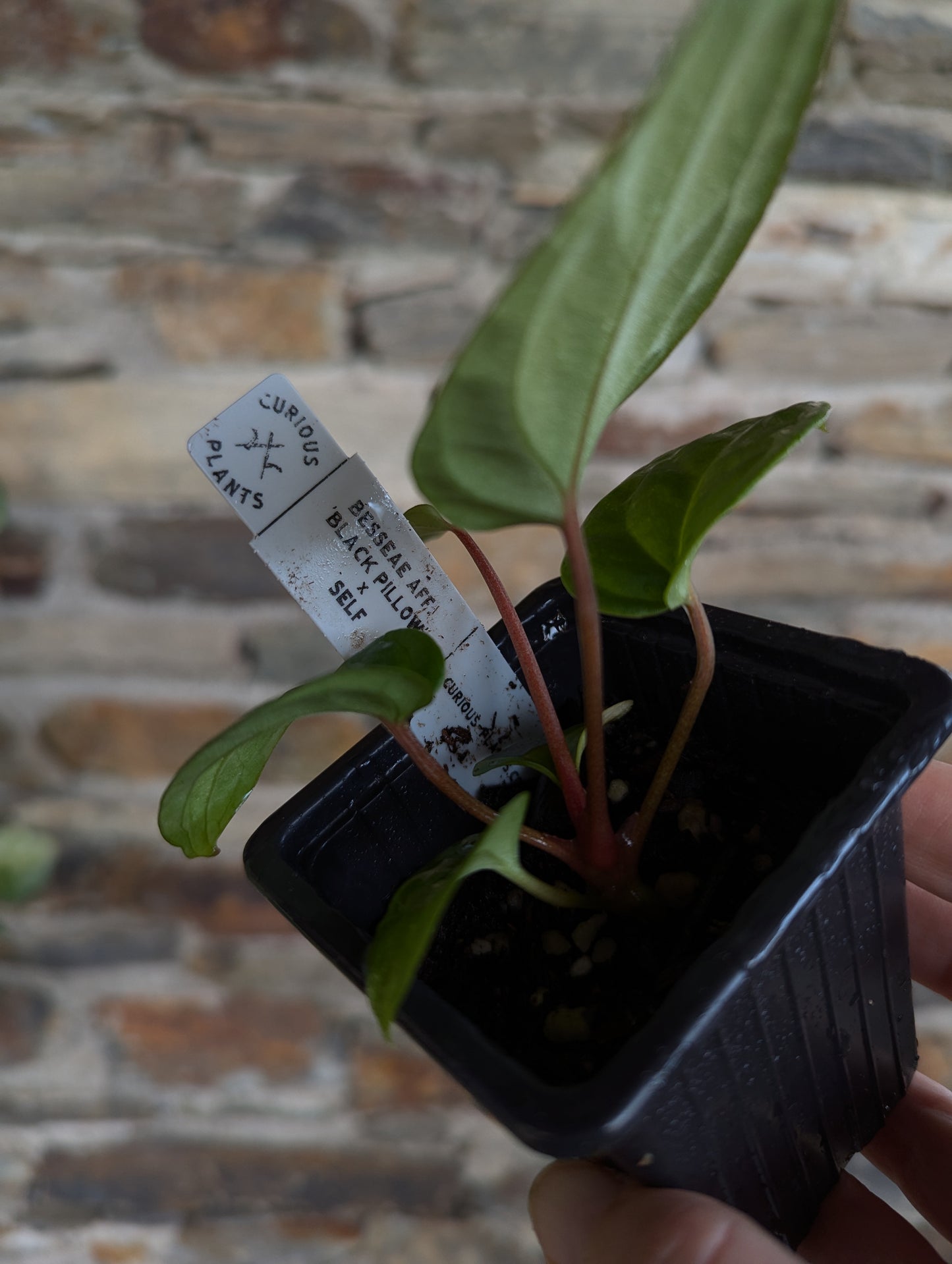 Anthurium besseae aff. 'black pillow'