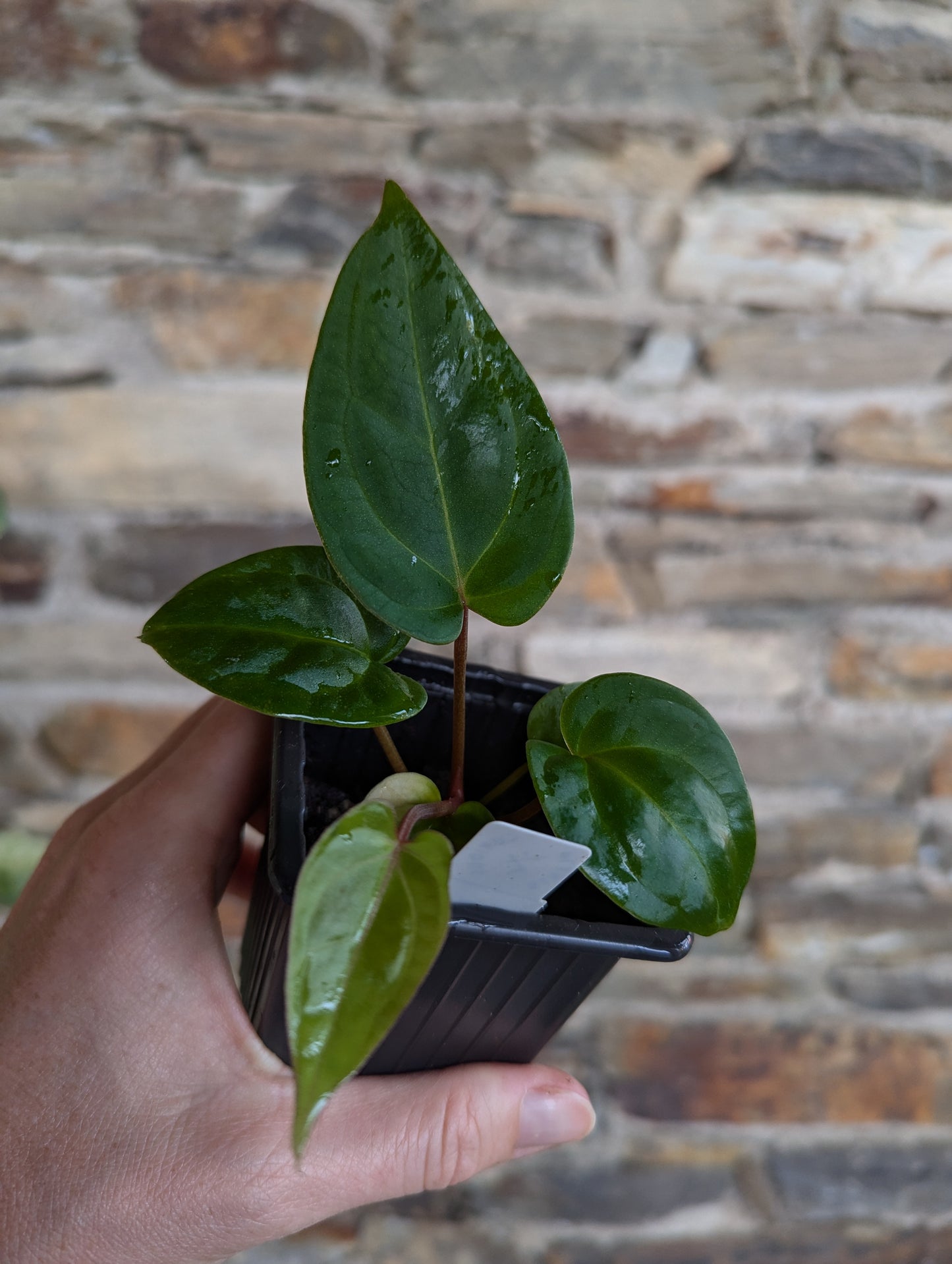 Anthurium besseae aff. 'black pillow'