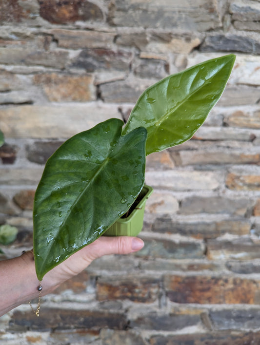 Alocasia sp. Zebrina