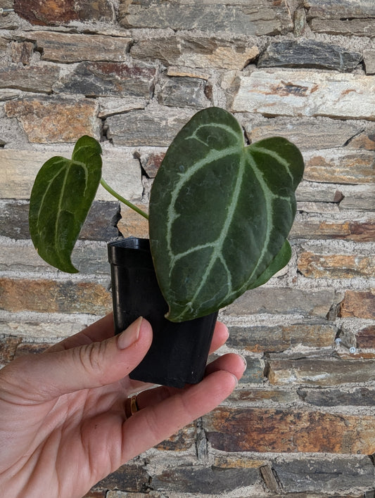 Anthurium dark crystallinum hybride x papillilaminum hybride