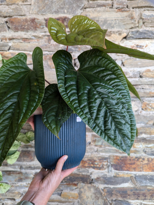 Anthurium radicans x luxurians