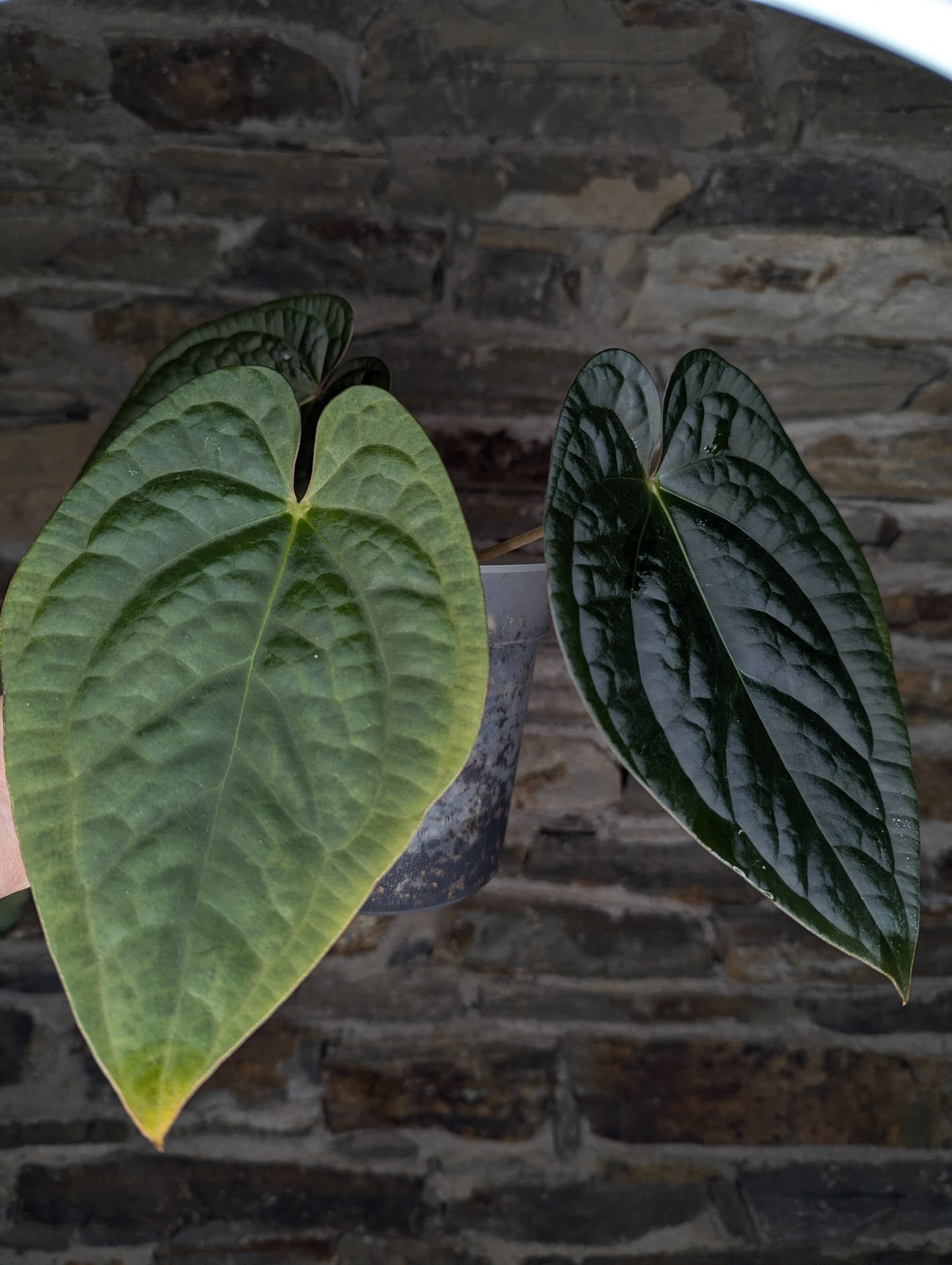 Anthurium BVEP x Luxurians