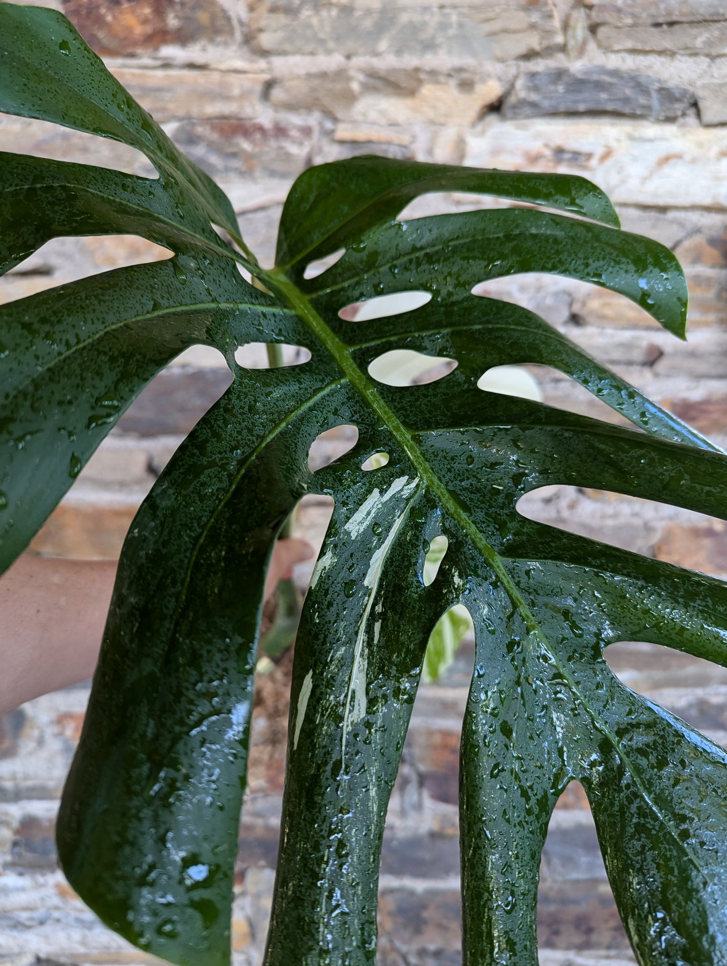 Monstera deliciosa albo variegata