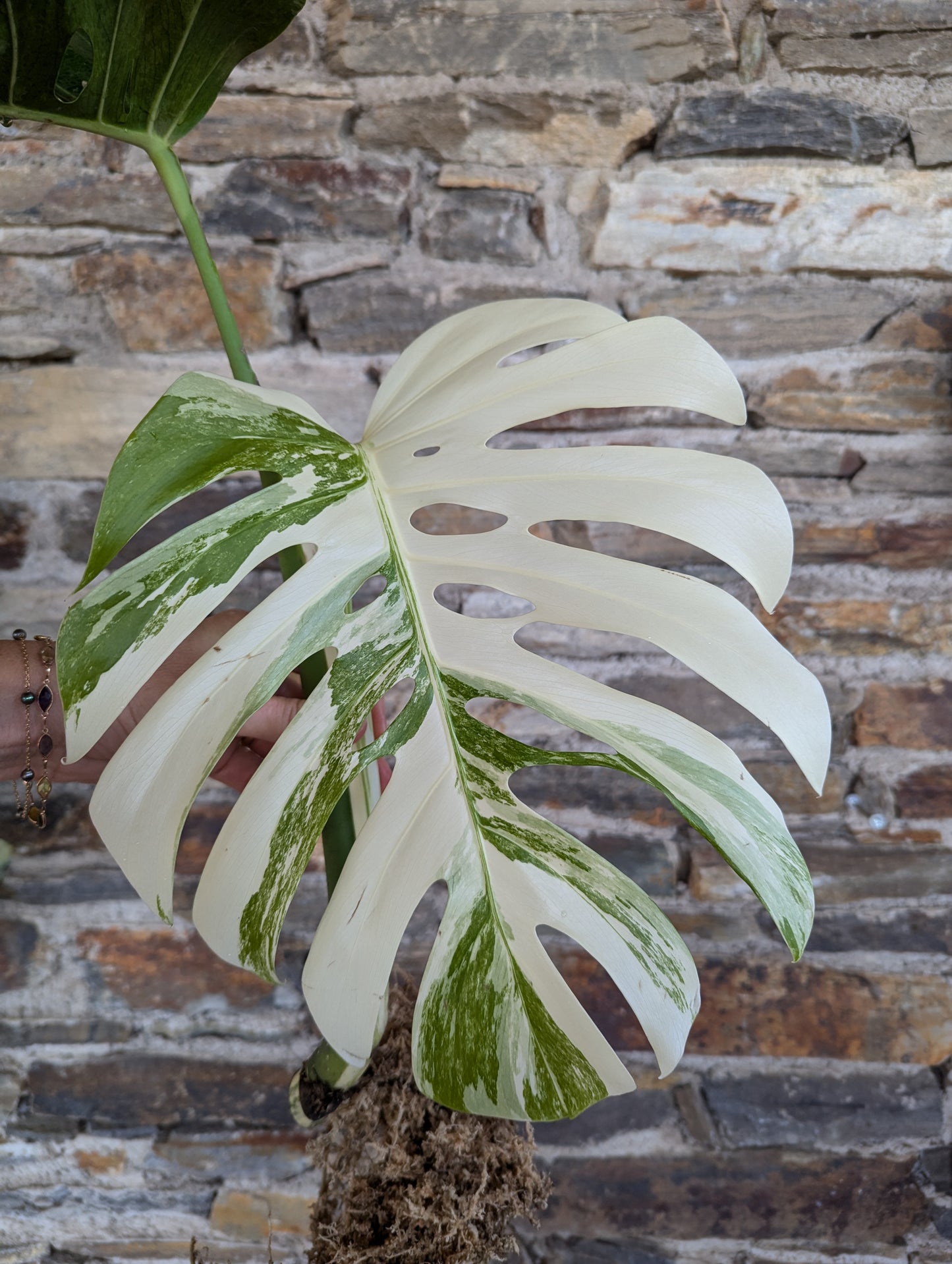 Monstera deliciosa albo variegata