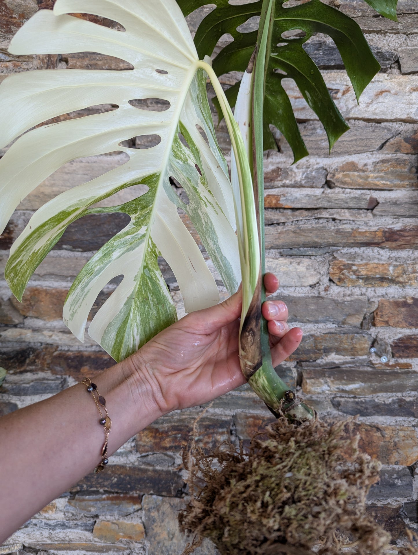 Monstera deliciosa albo variegata