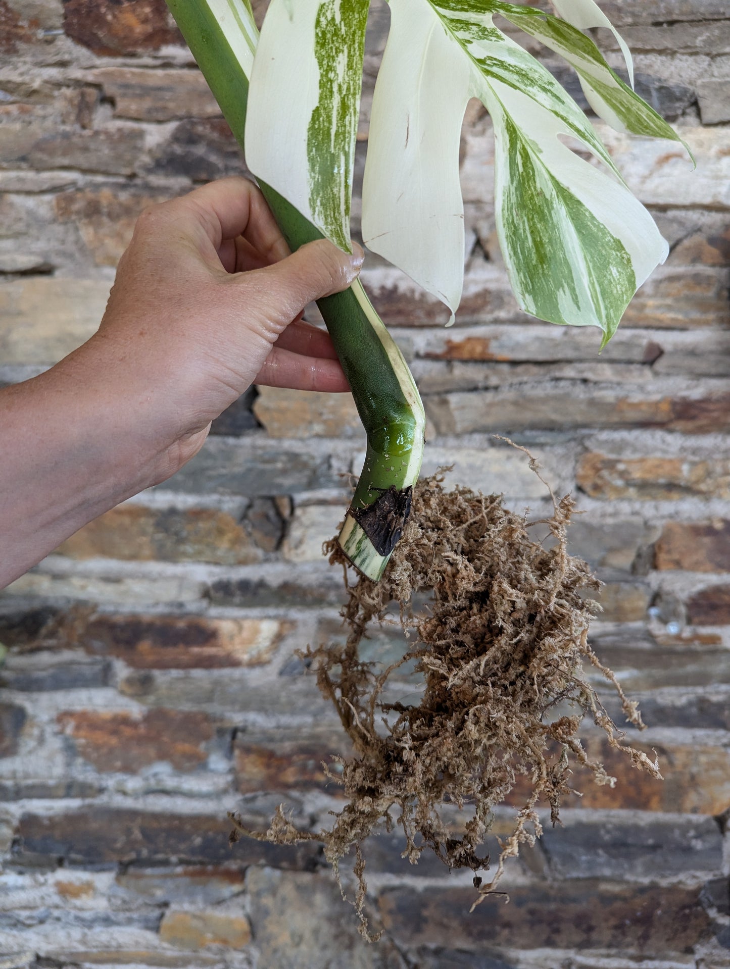 Monstera deliciosa albo variegata