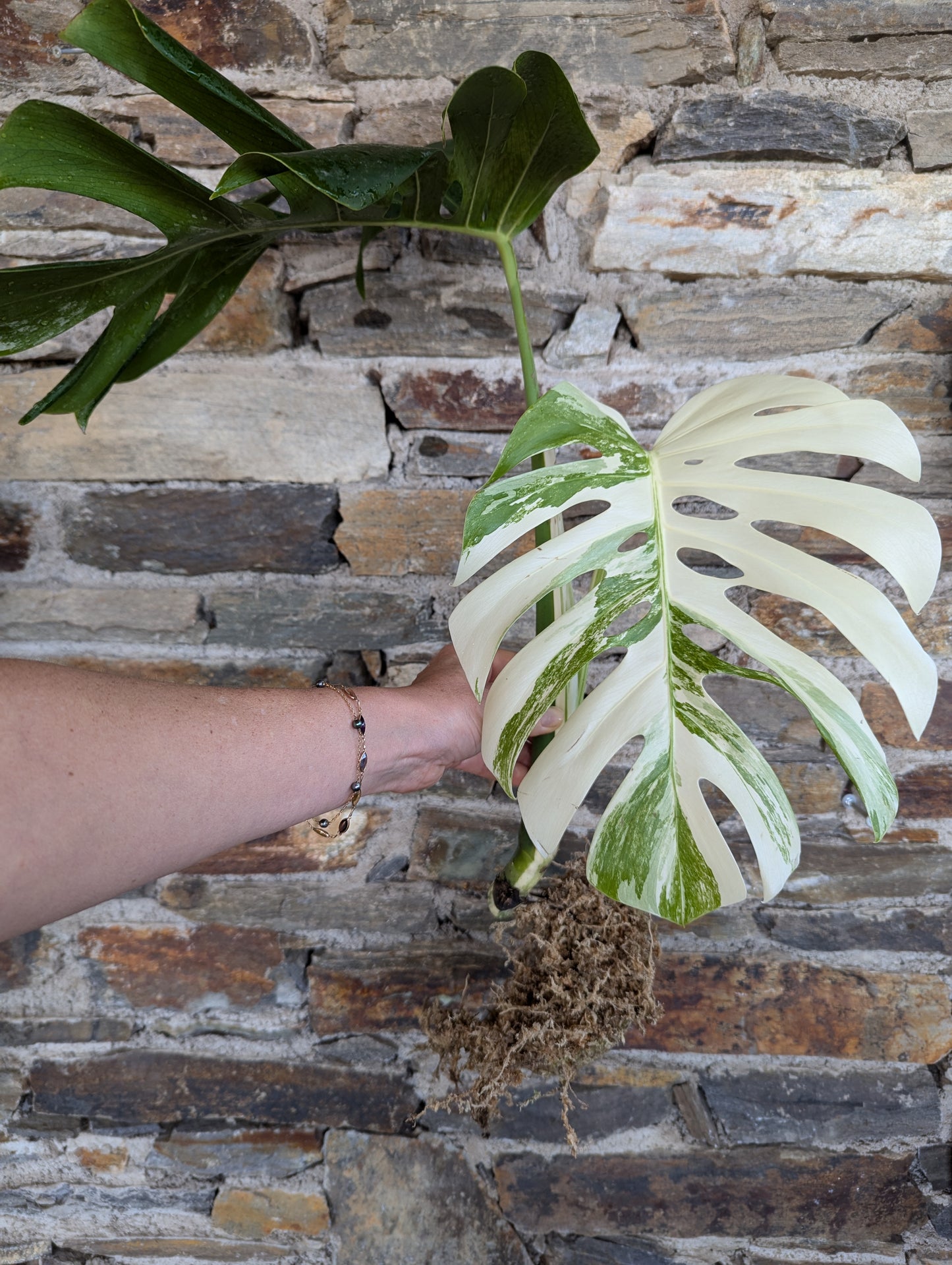 Monstera deliciosa albo variegata