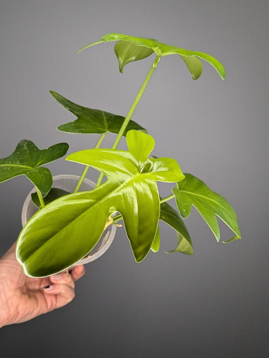 Philodendron pedatum