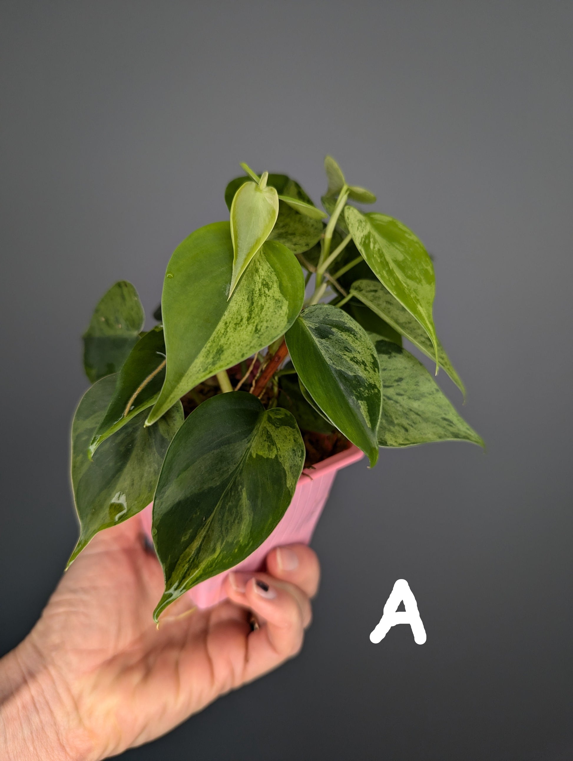 jeune philodendron hederaceum variegata, feuilles en forme de coeur 