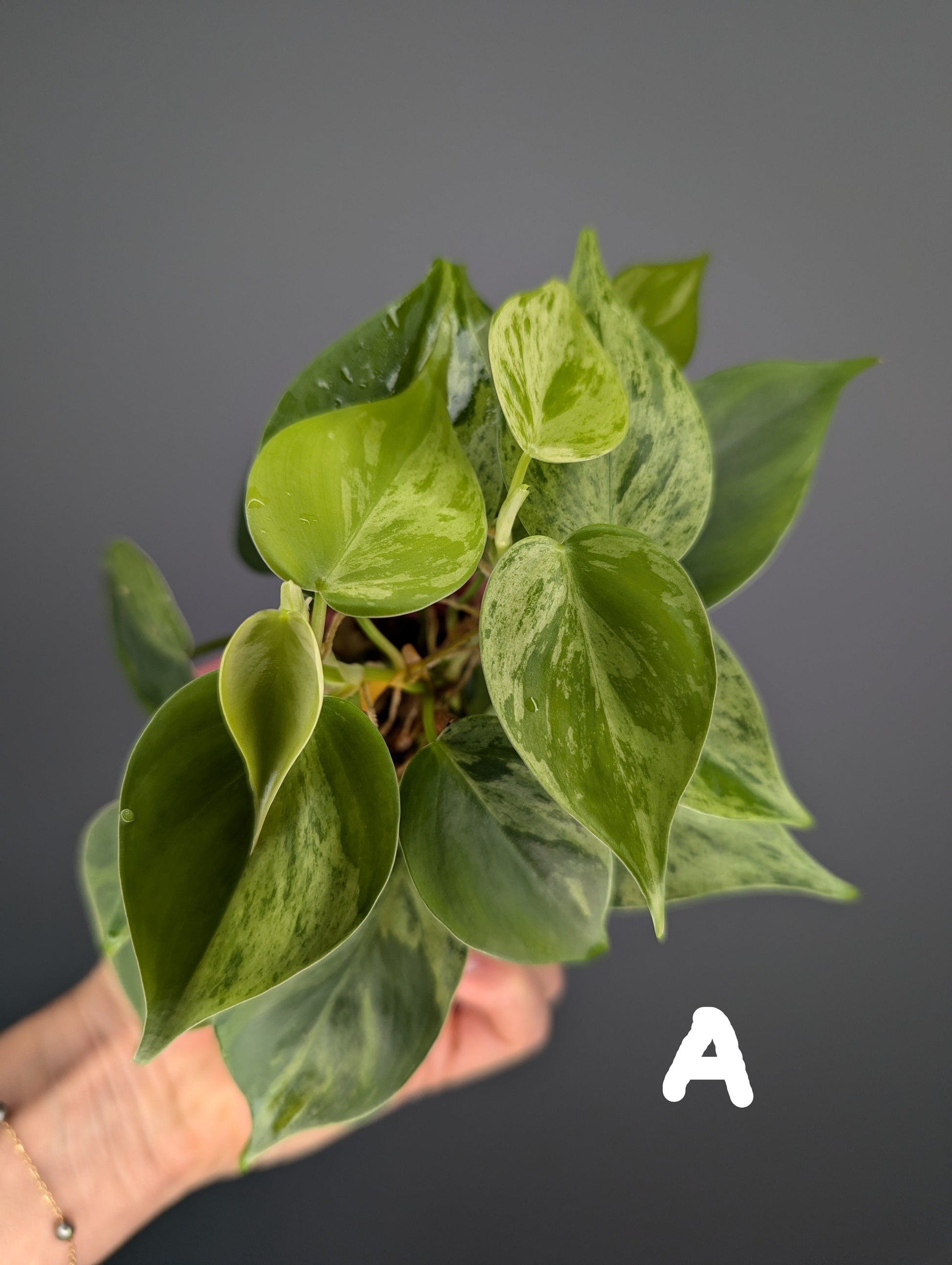 jeune philodendron hederaceum variegata, feuilles en forme de coeur 