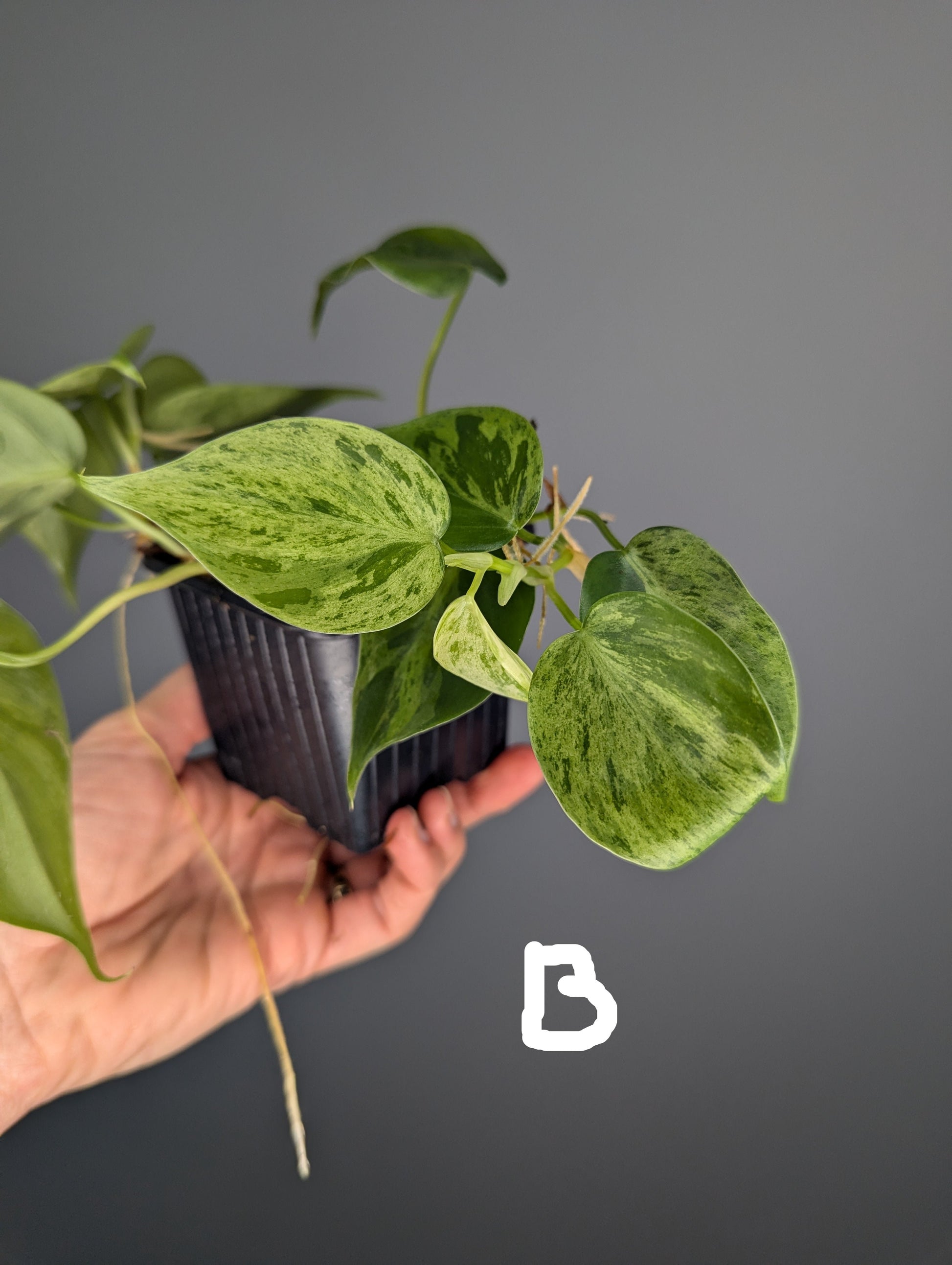 jeune philodendron hederaceum variegata, feuilles en forme de coeur 