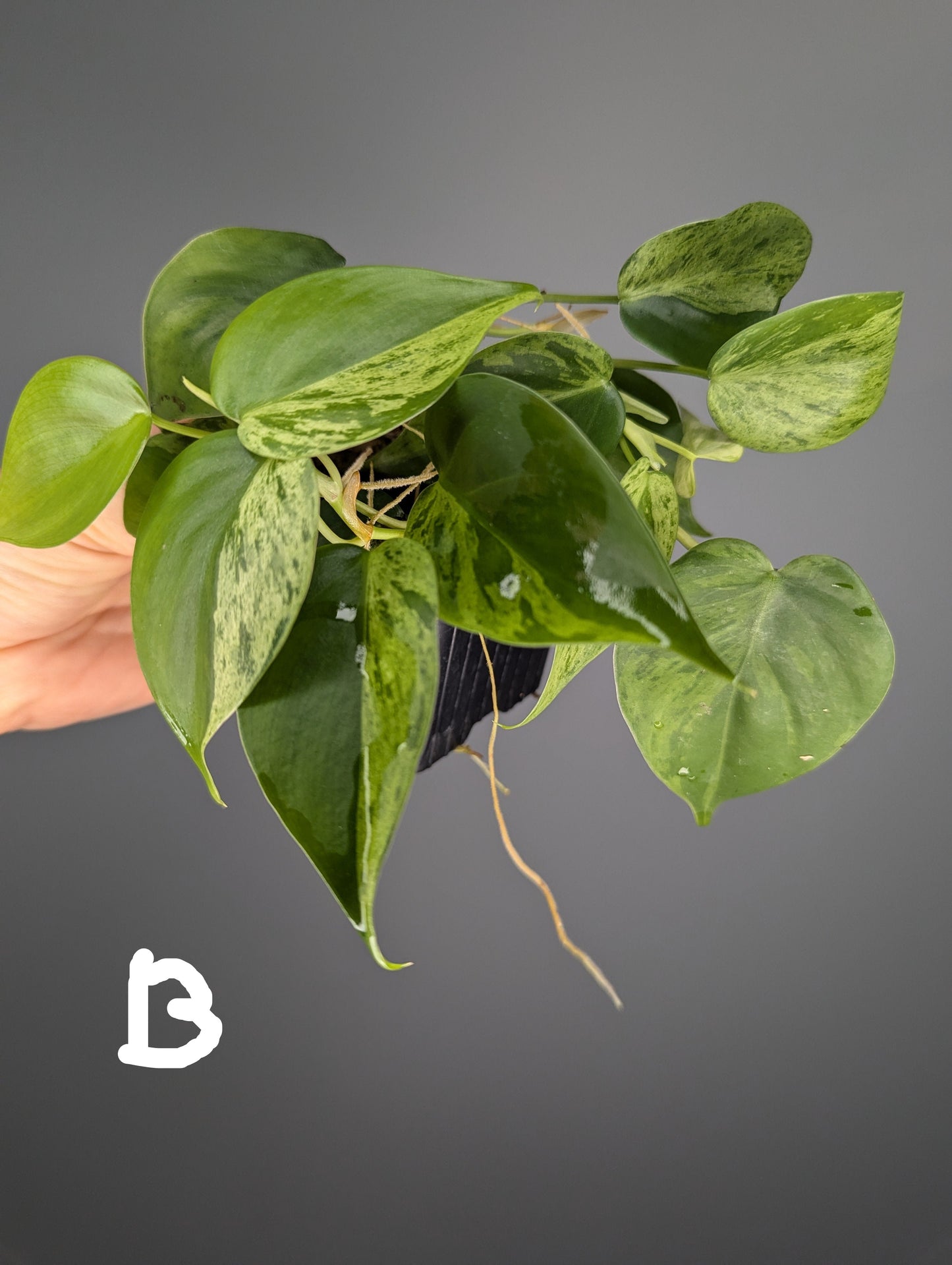 jeune philodendron hederaceum variegata, feuilles en forme de coeur 