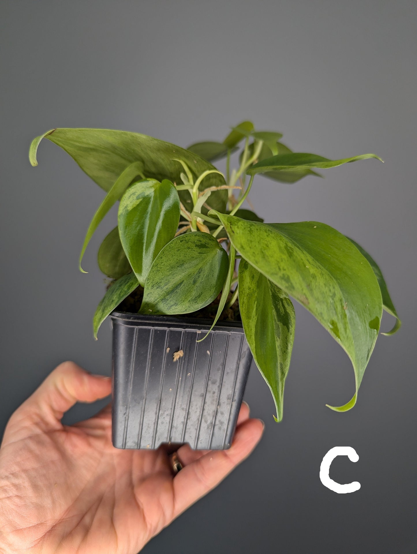 jeune philodendron hederaceum variegata, feuilles en forme de coeur 