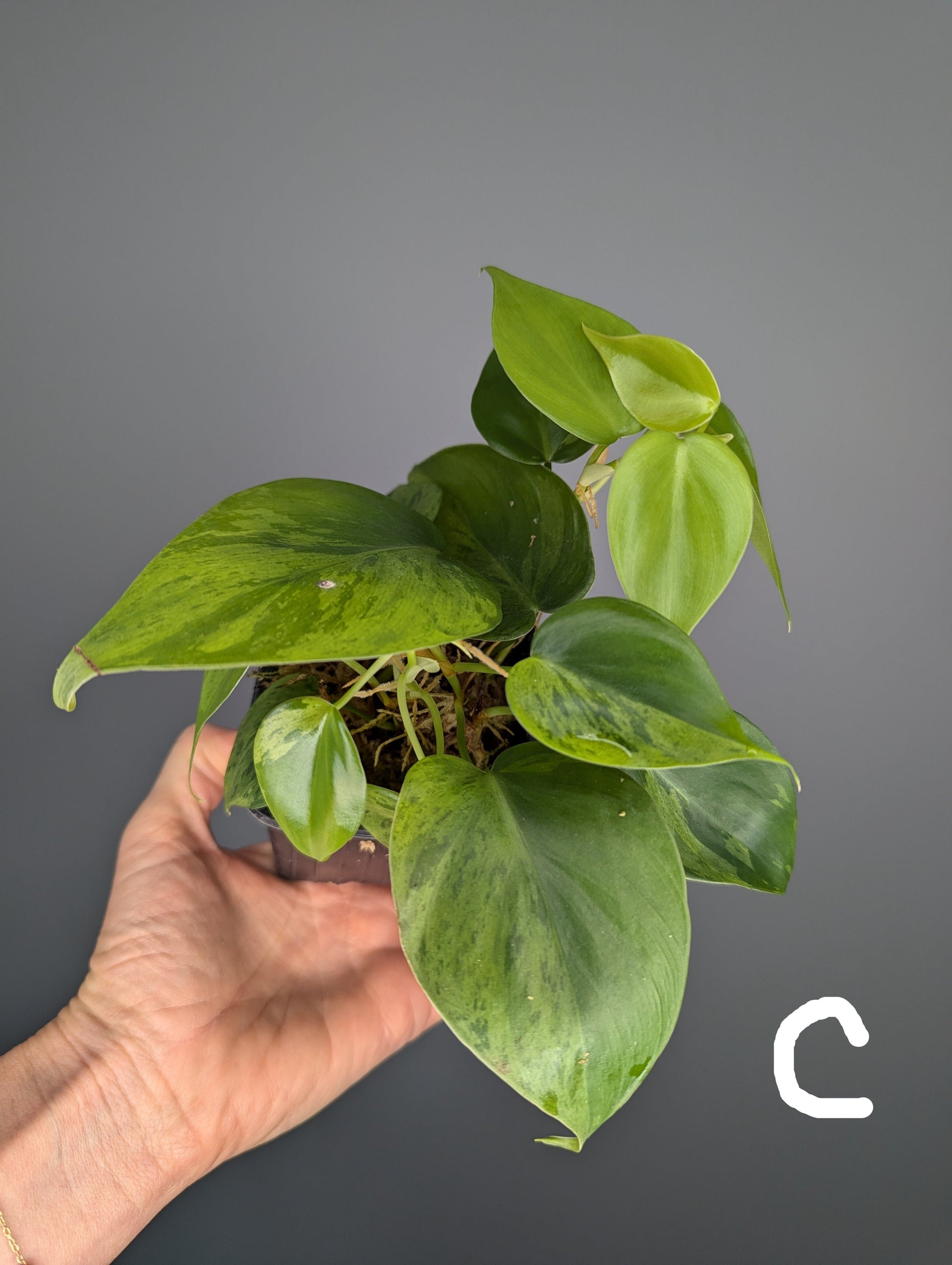 jeune philodendron hederaceum variegata, feuilles en forme de coeur 